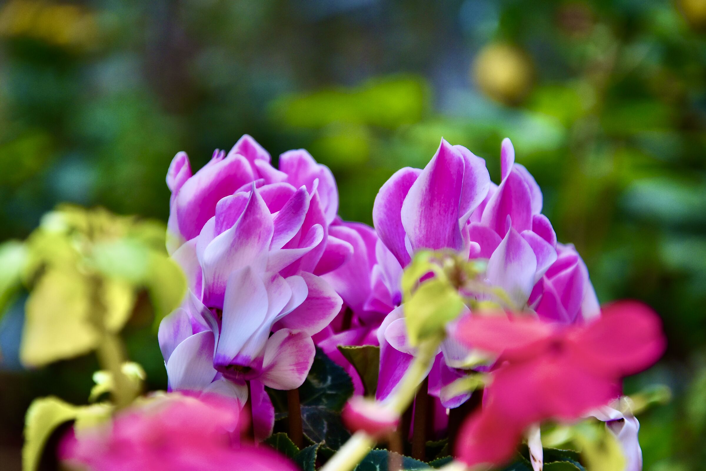 i fiori del vicino ...