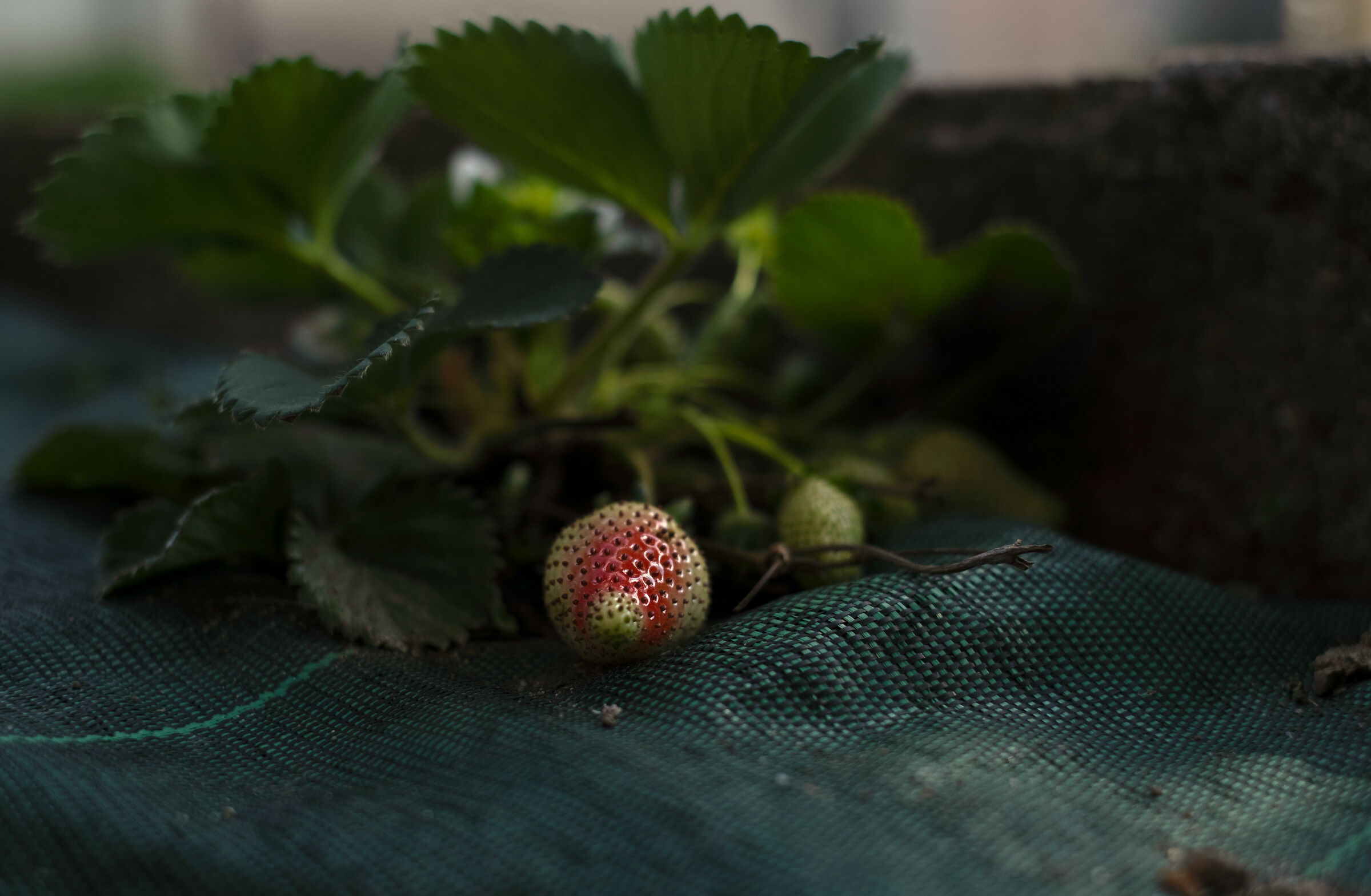 aspettando che maturi