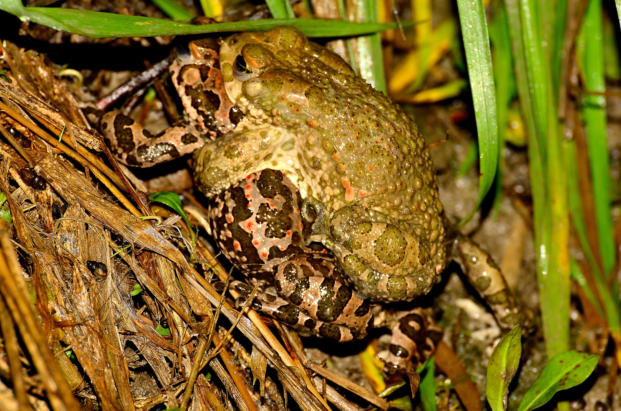 Without the slightest modesty :)