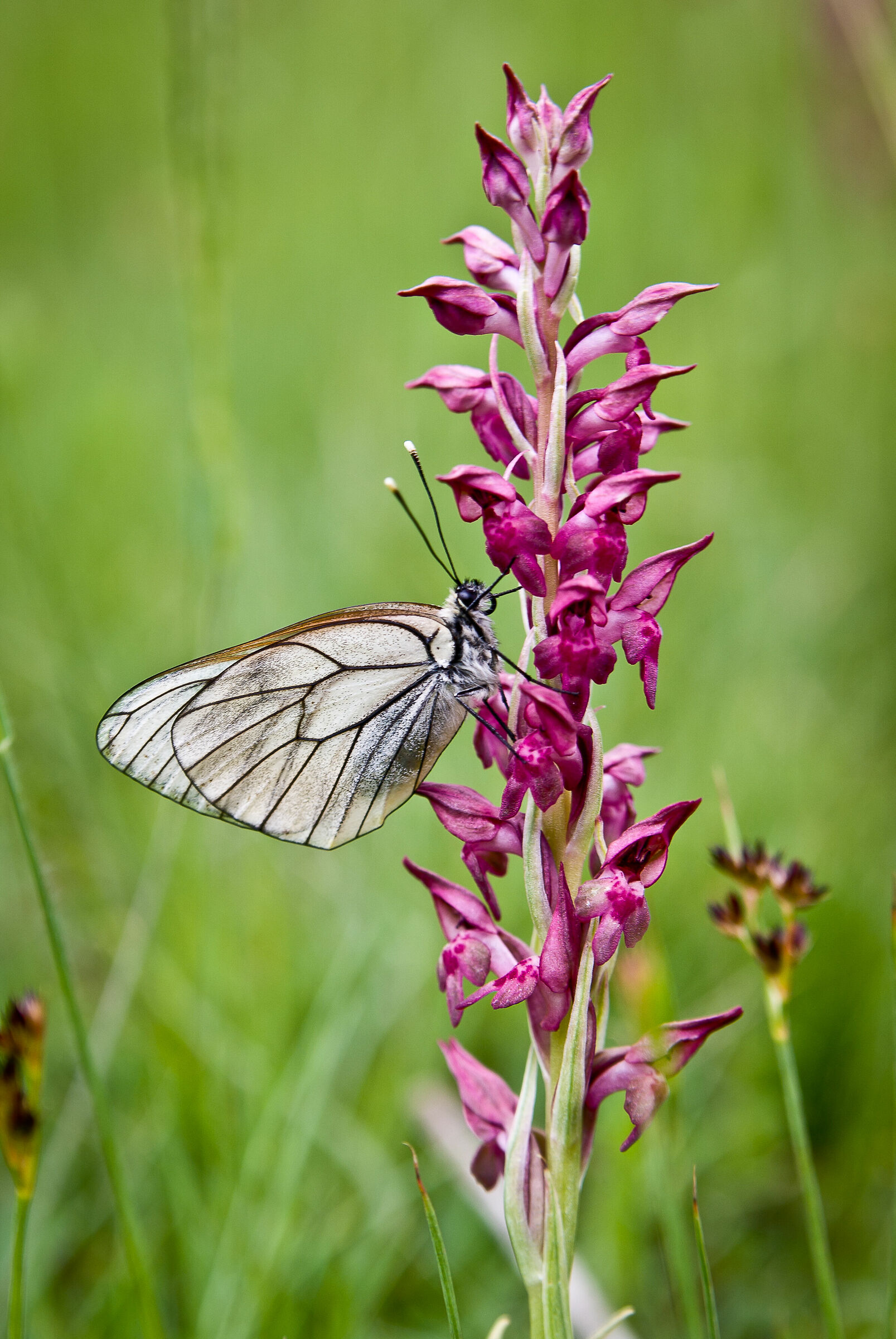 A crataegi & O coriophora