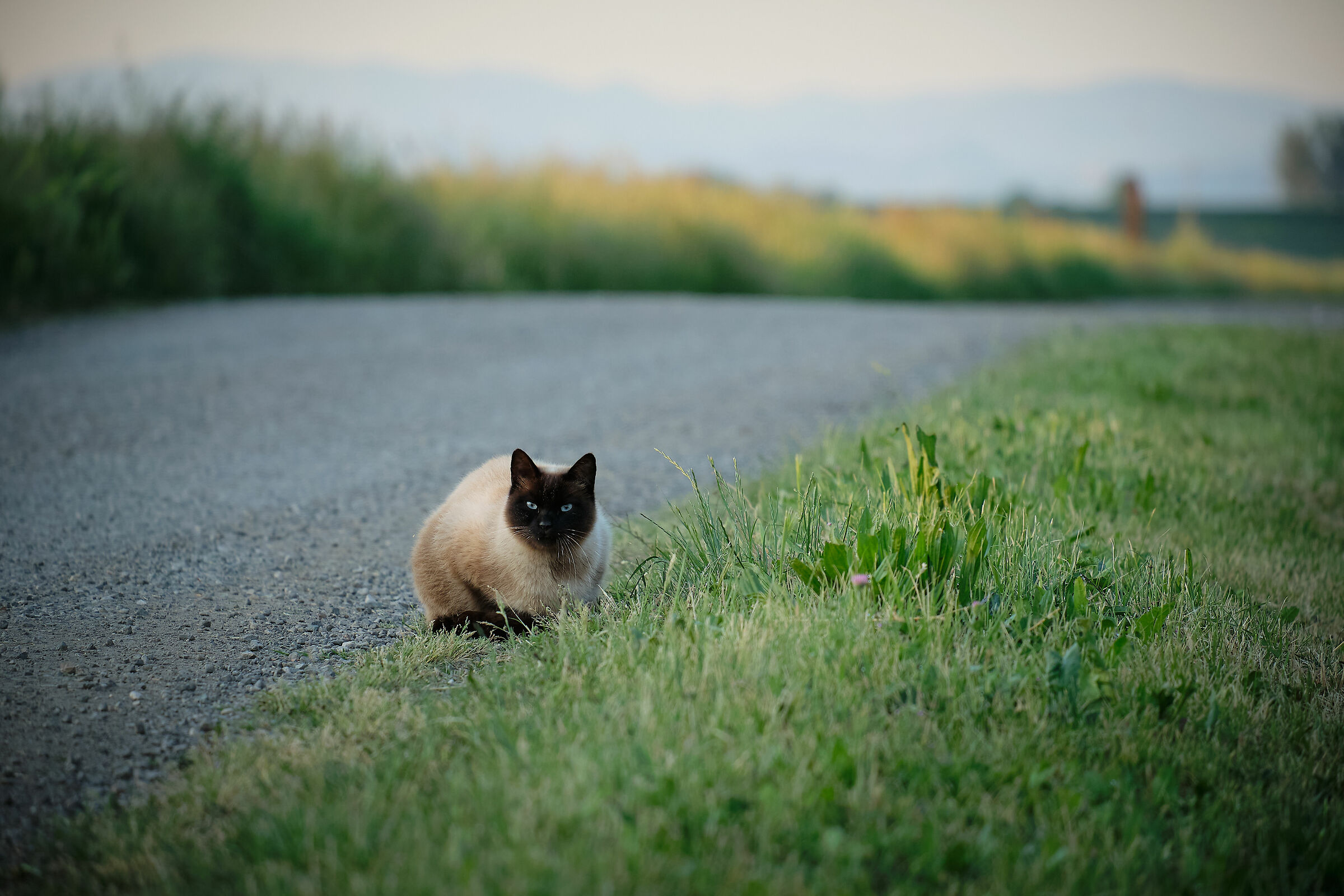 Chicco guarding the ditch