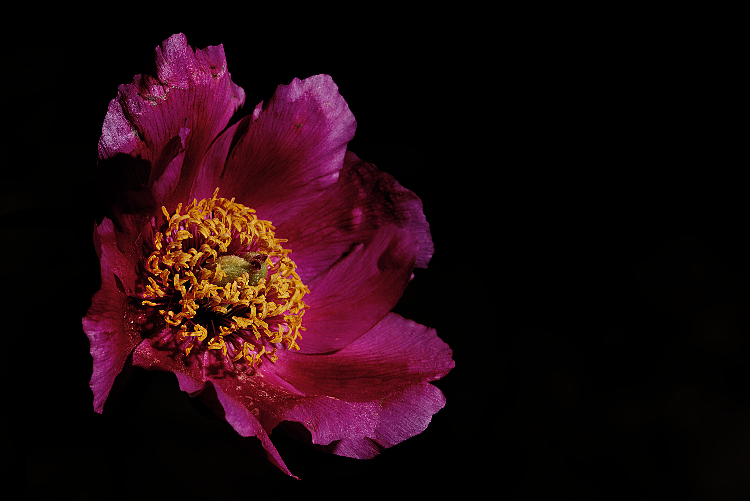 The first peony