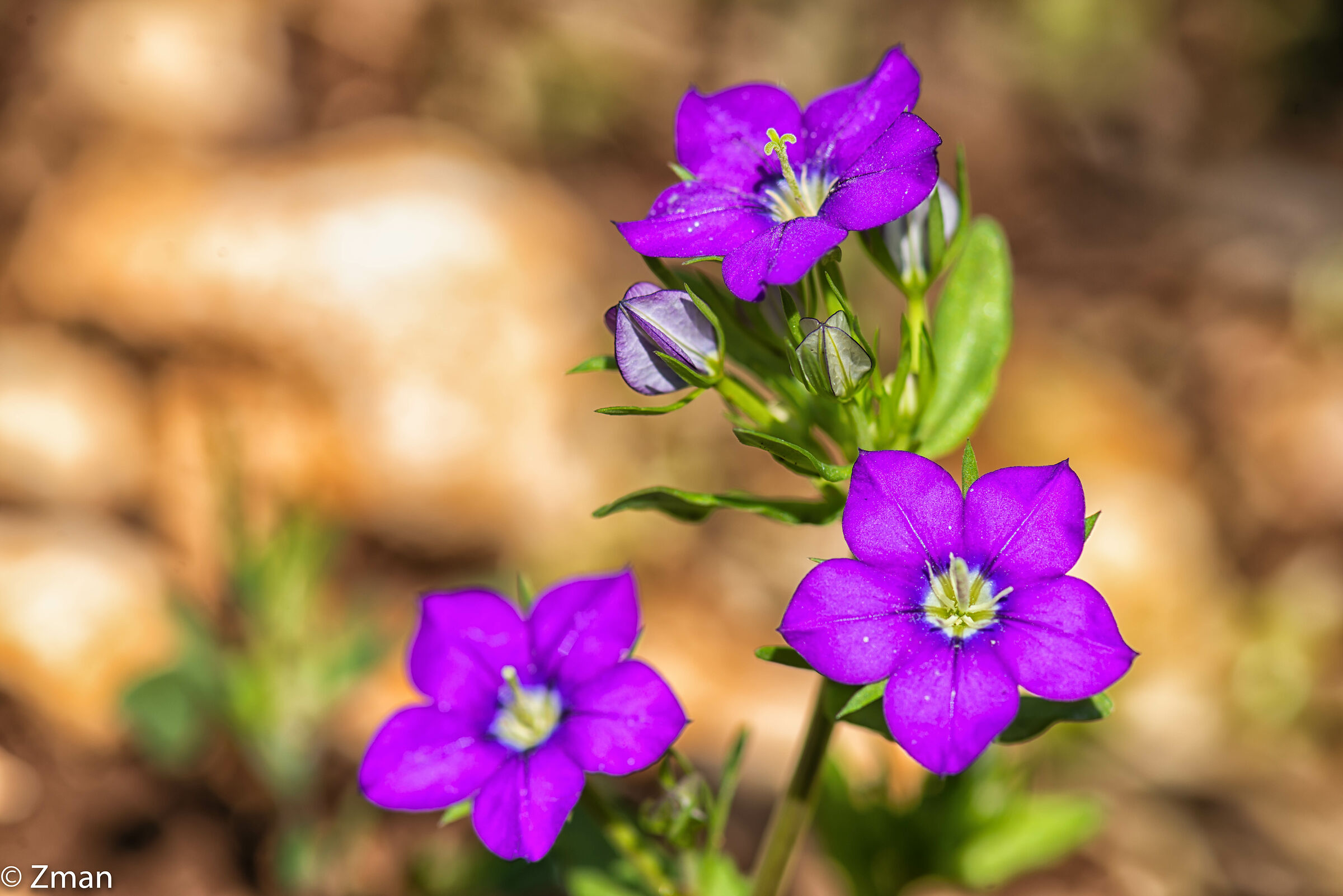 Venus Looking Glass Flower