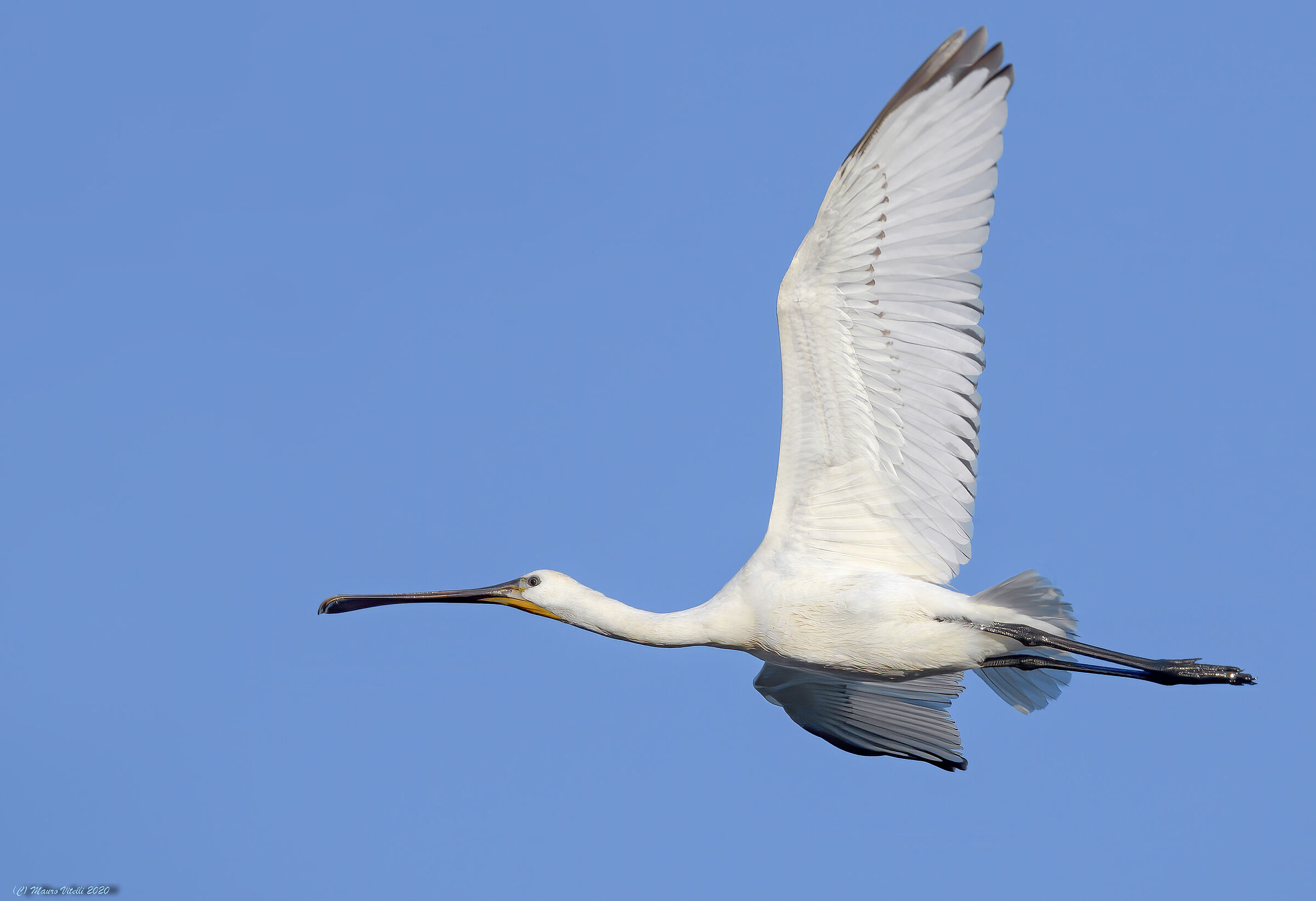 Spatola (Platalea leucorodia)