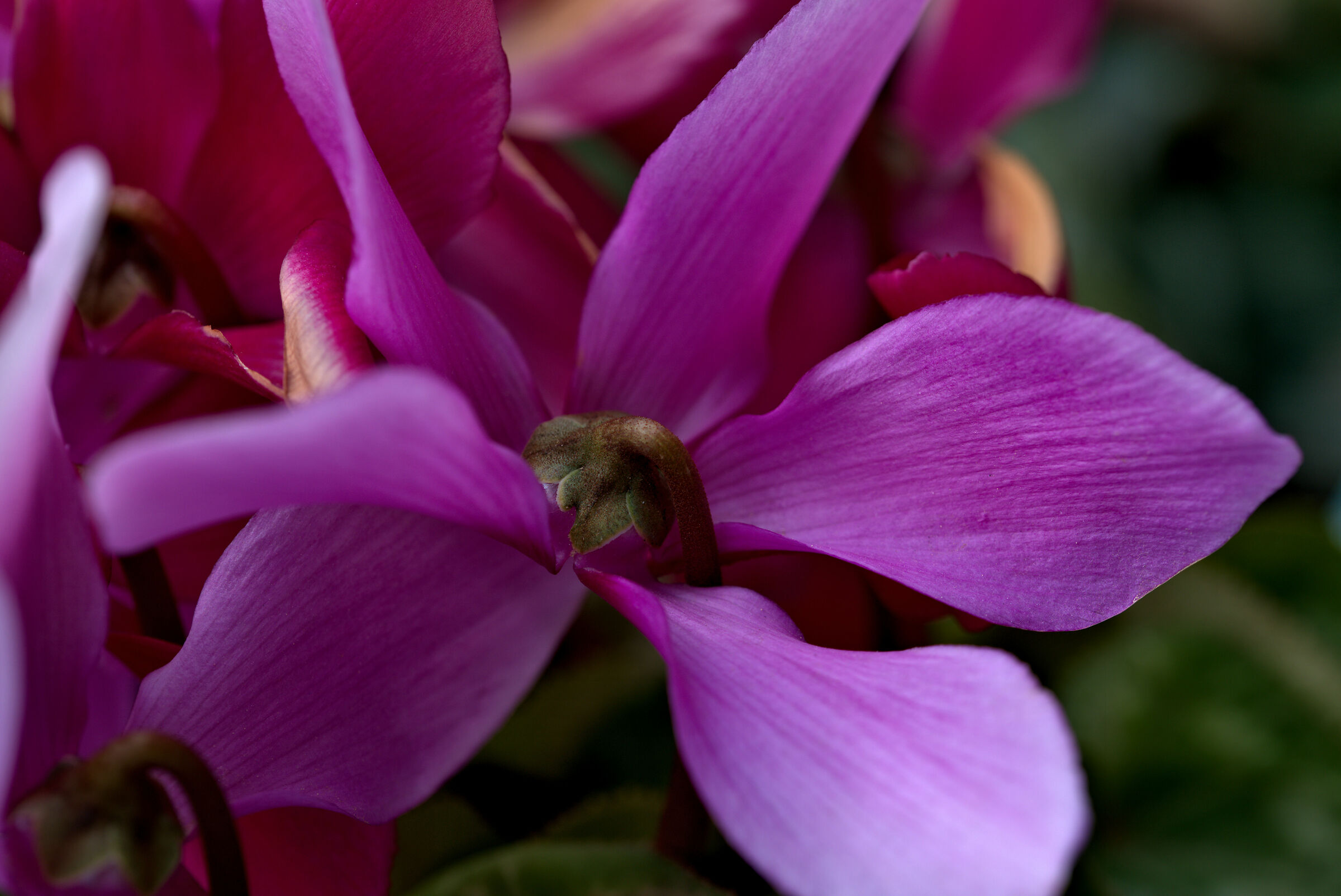 Repandum