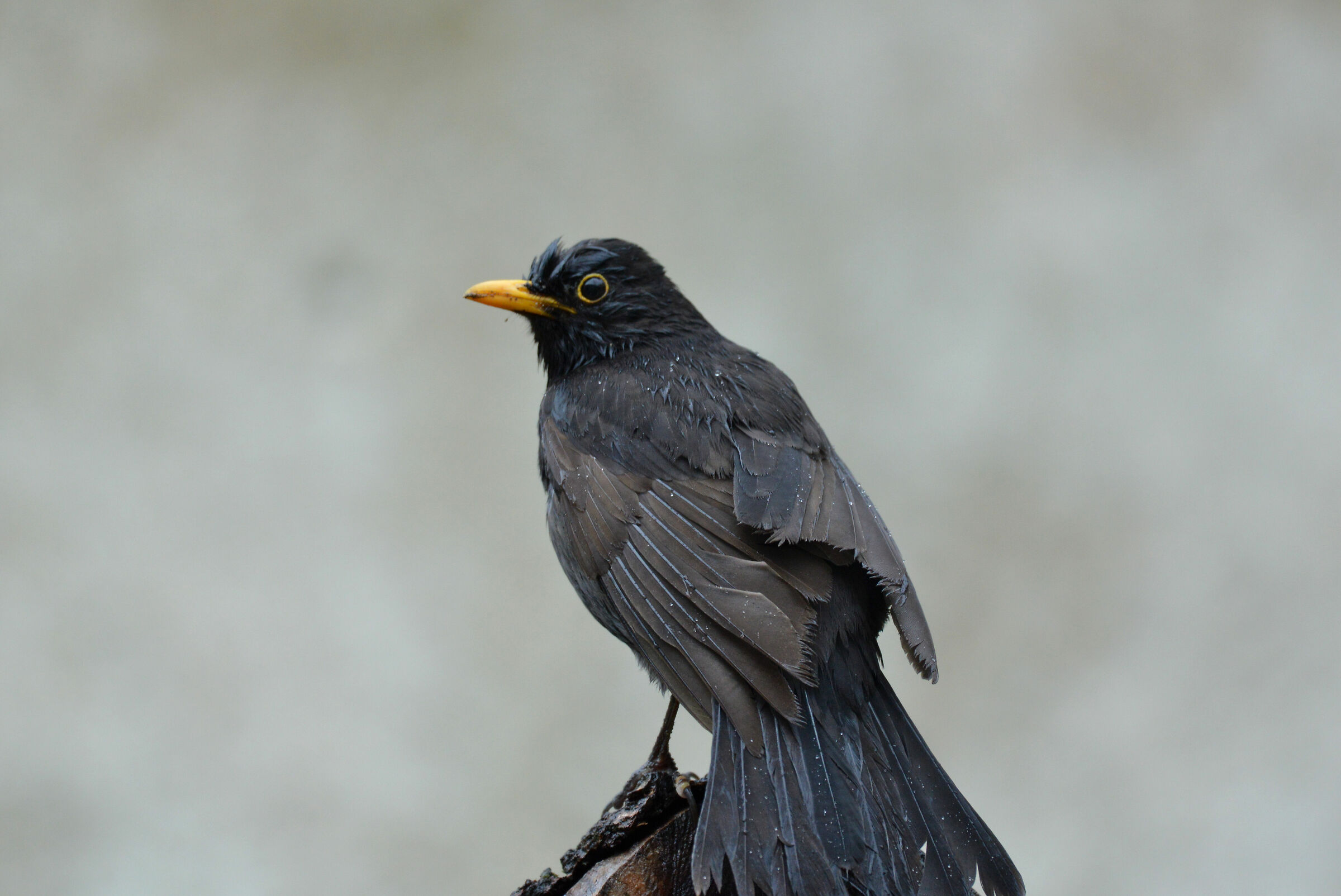 Blackbird in the Rain