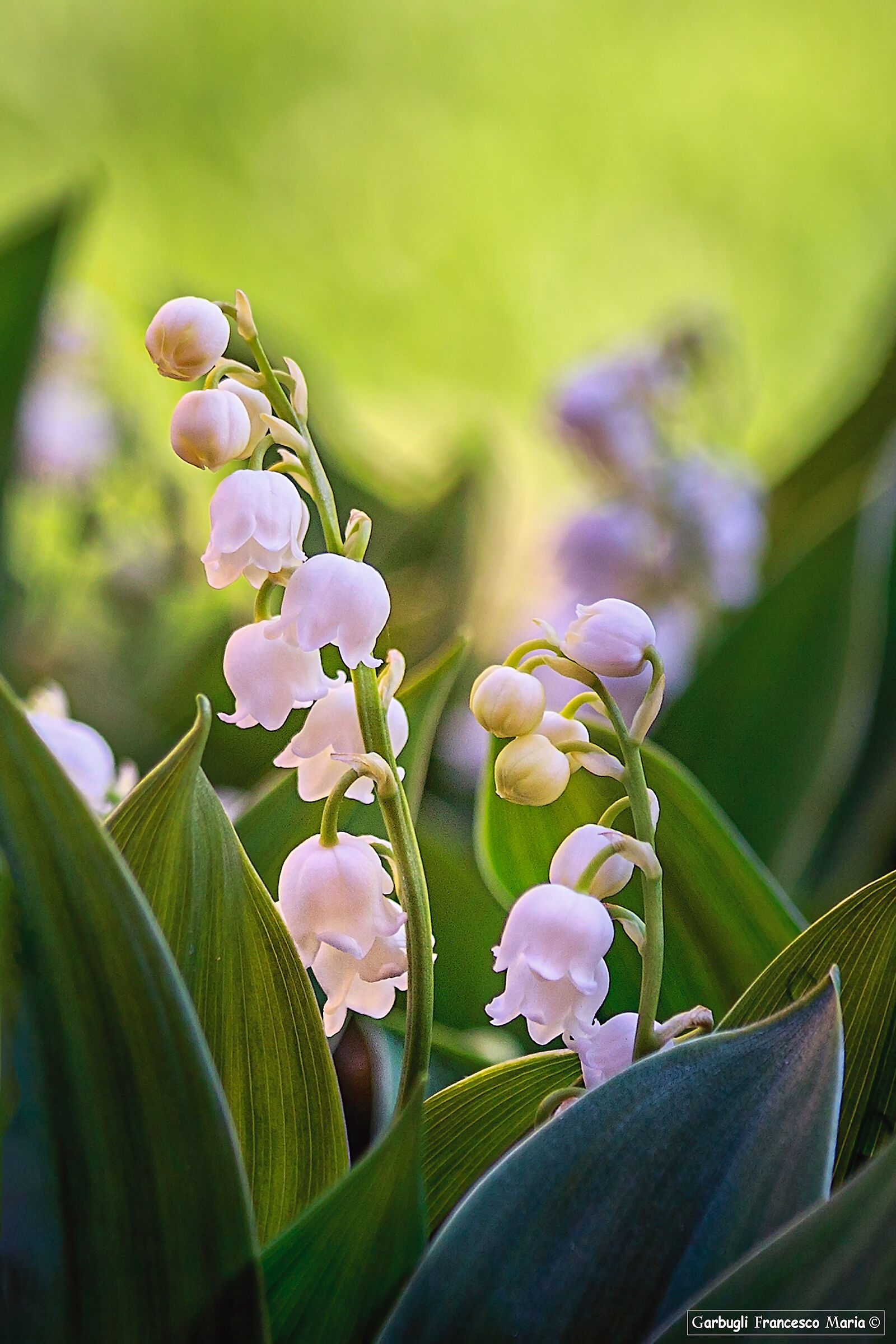In my garden ........ even the Thrush