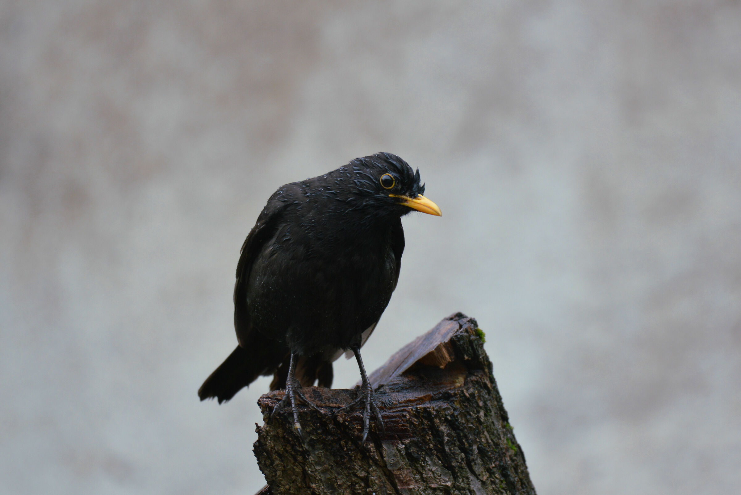 Blackbird wet by spring rain