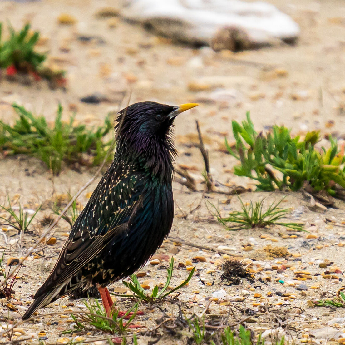 Bird on the beach during quarantine