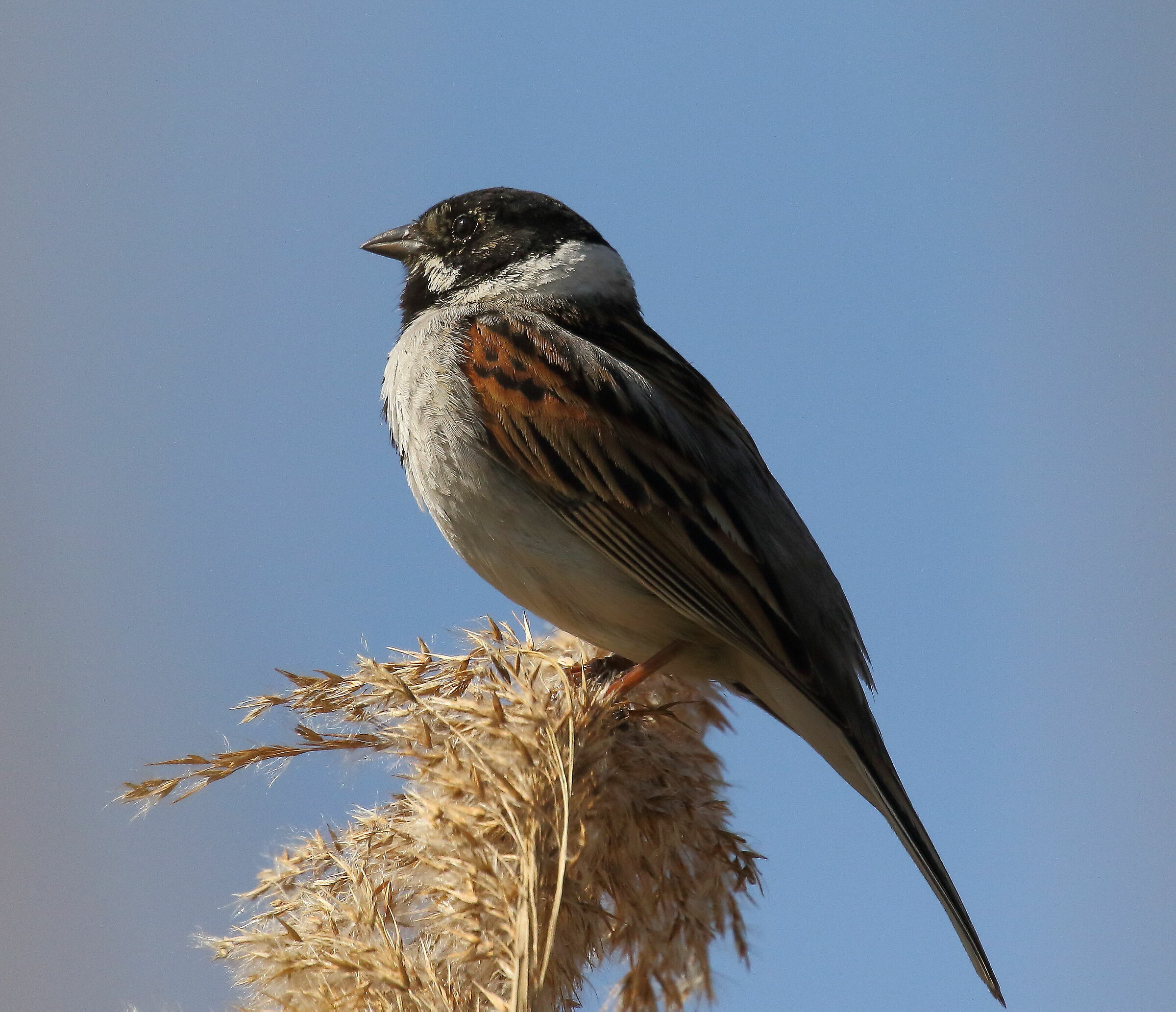 Migliarino di palude