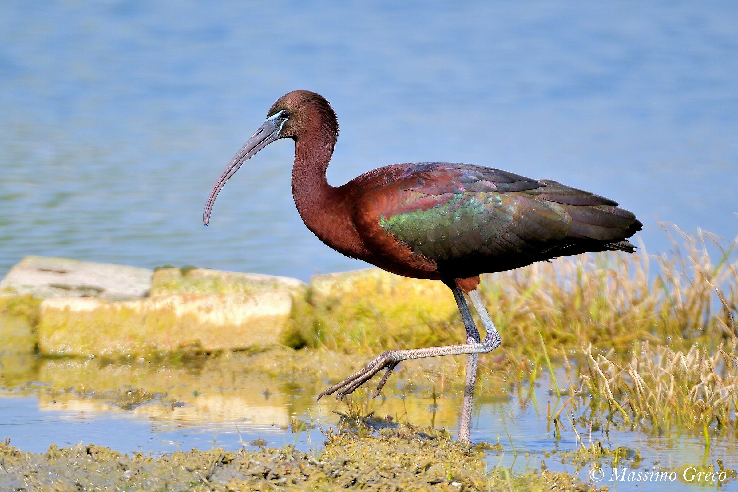 Mignattaio (Plegadis falcinellus)