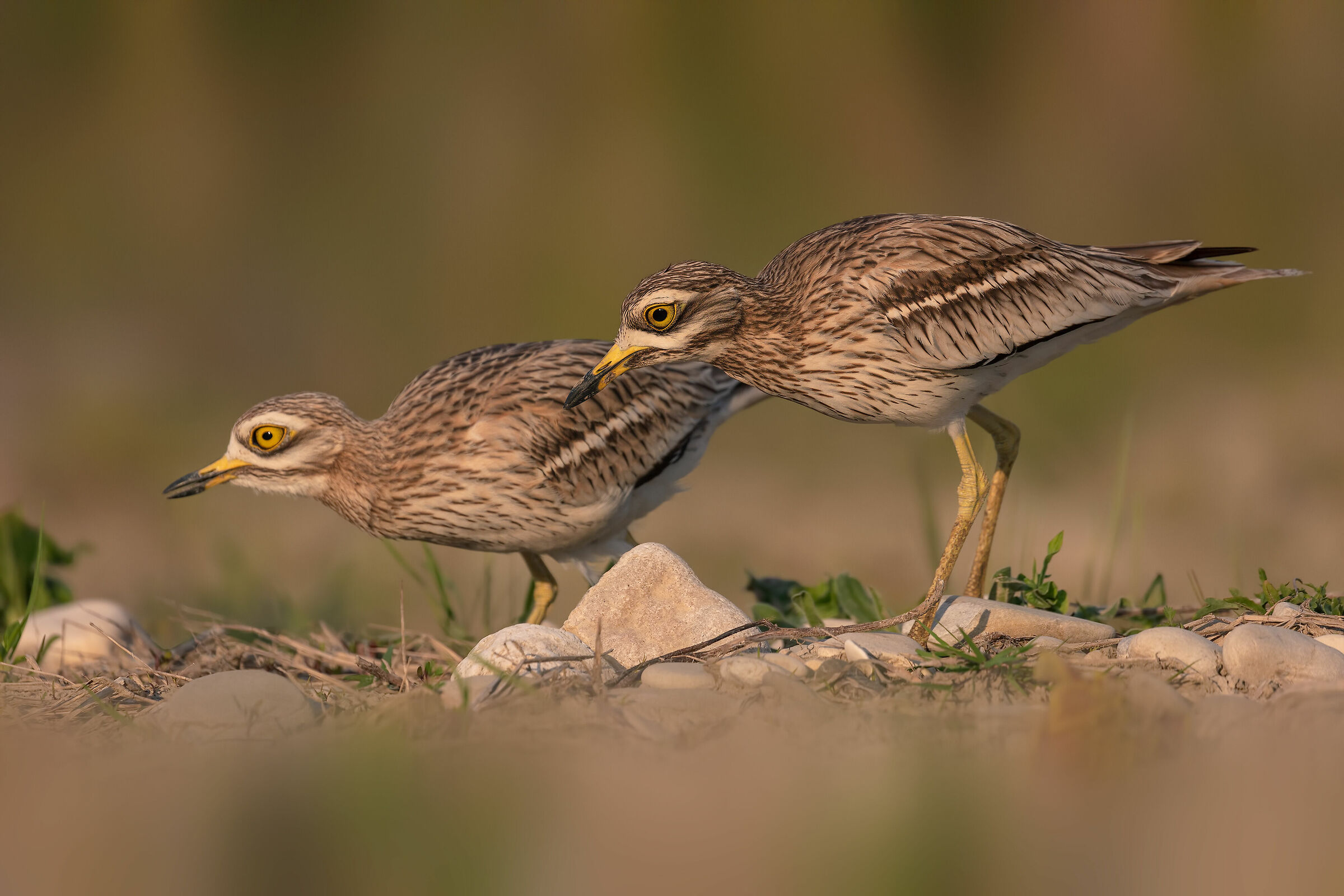 Mr. and Mrs. Curlew... Stone Curlew