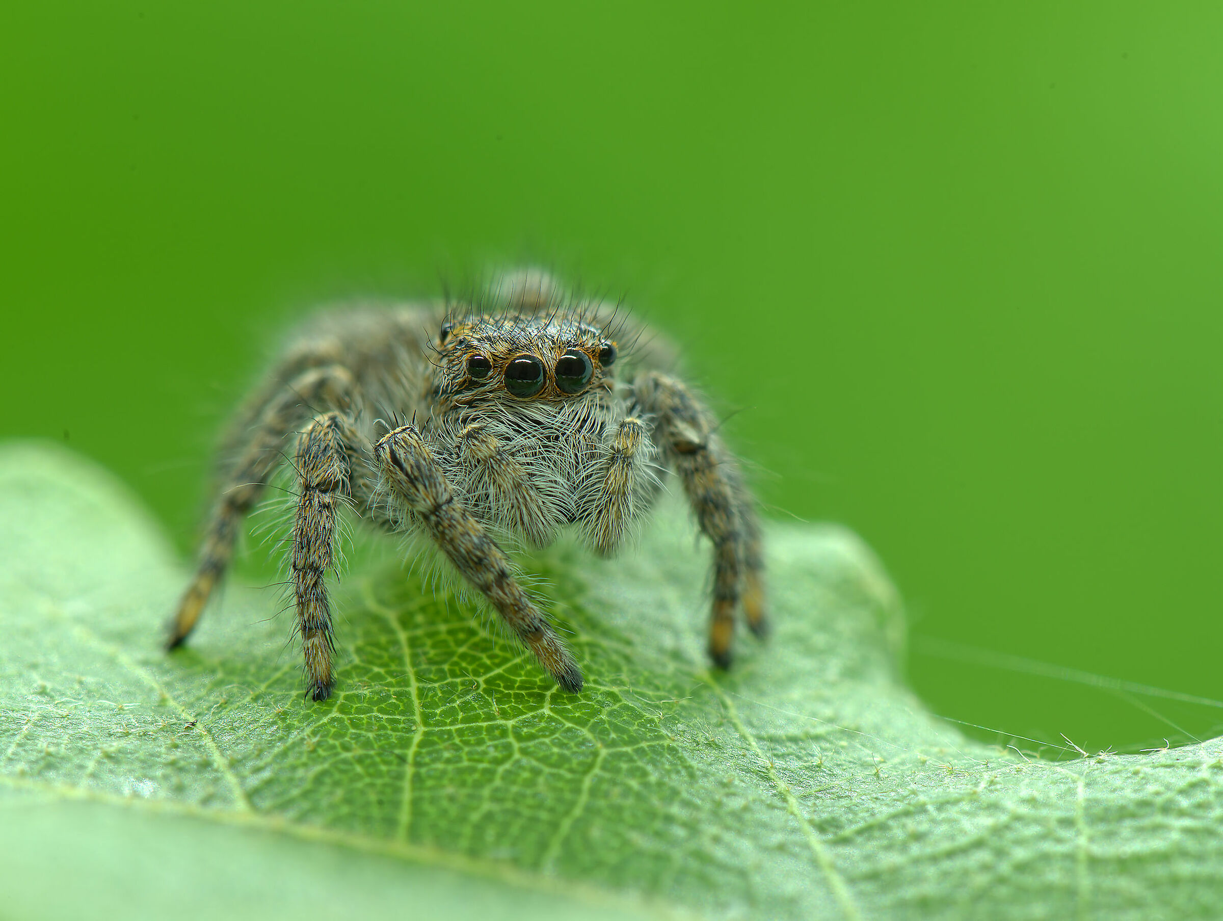 Salticidae