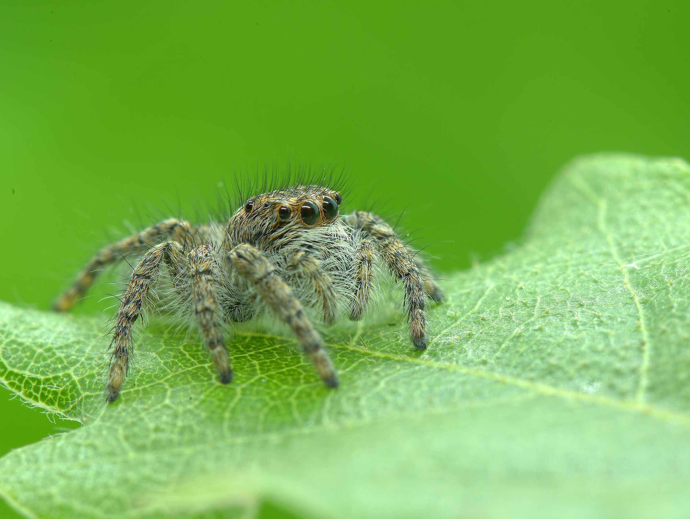 Salticidae