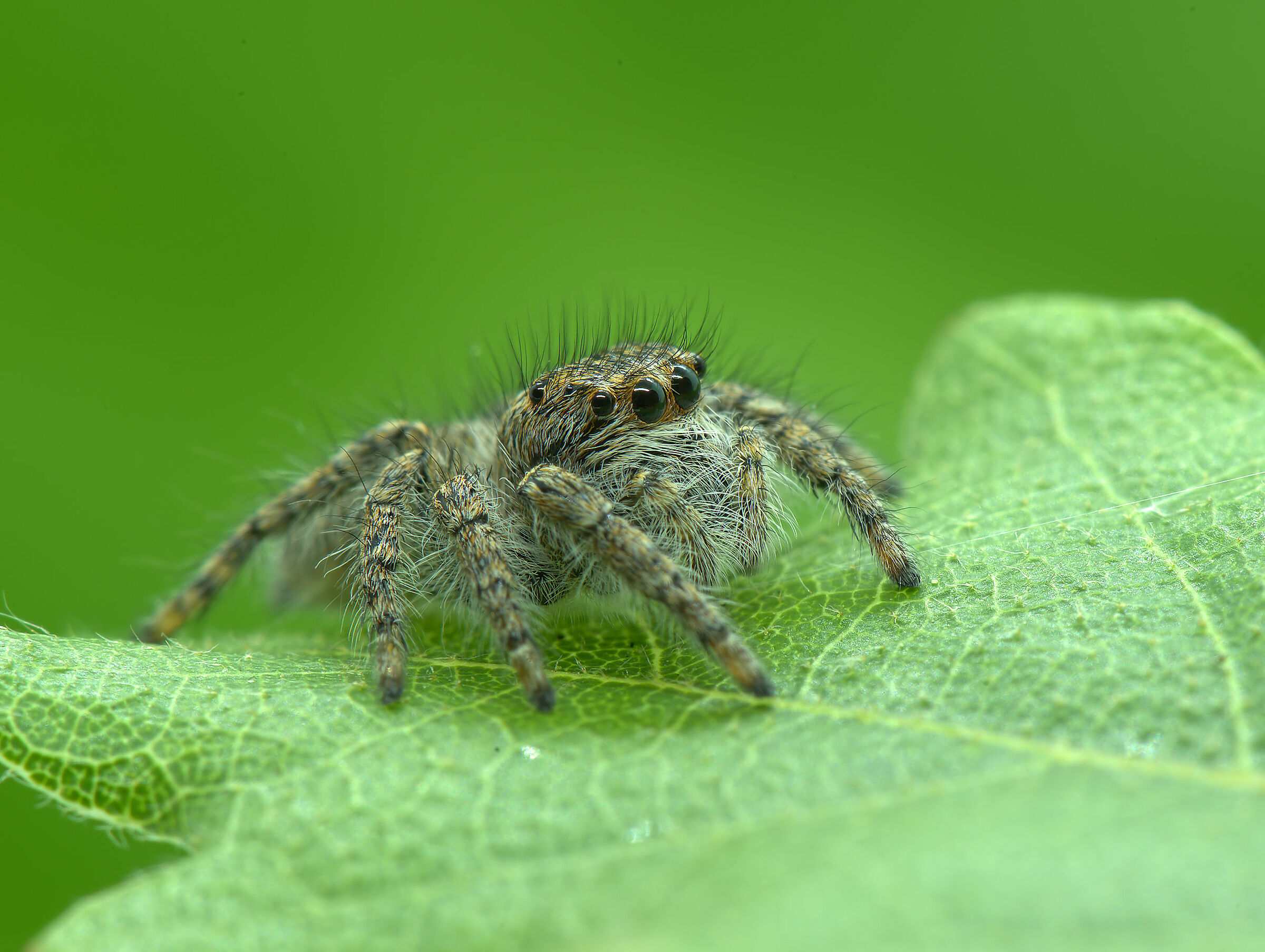 Salticidae