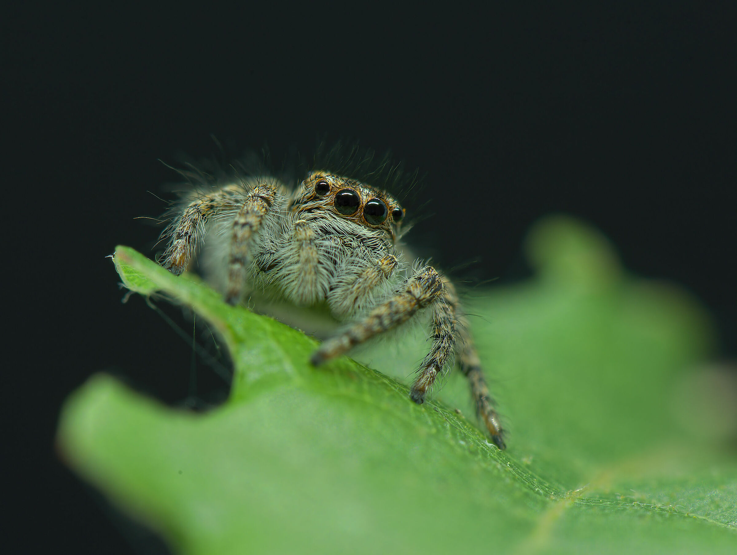 Salticidae