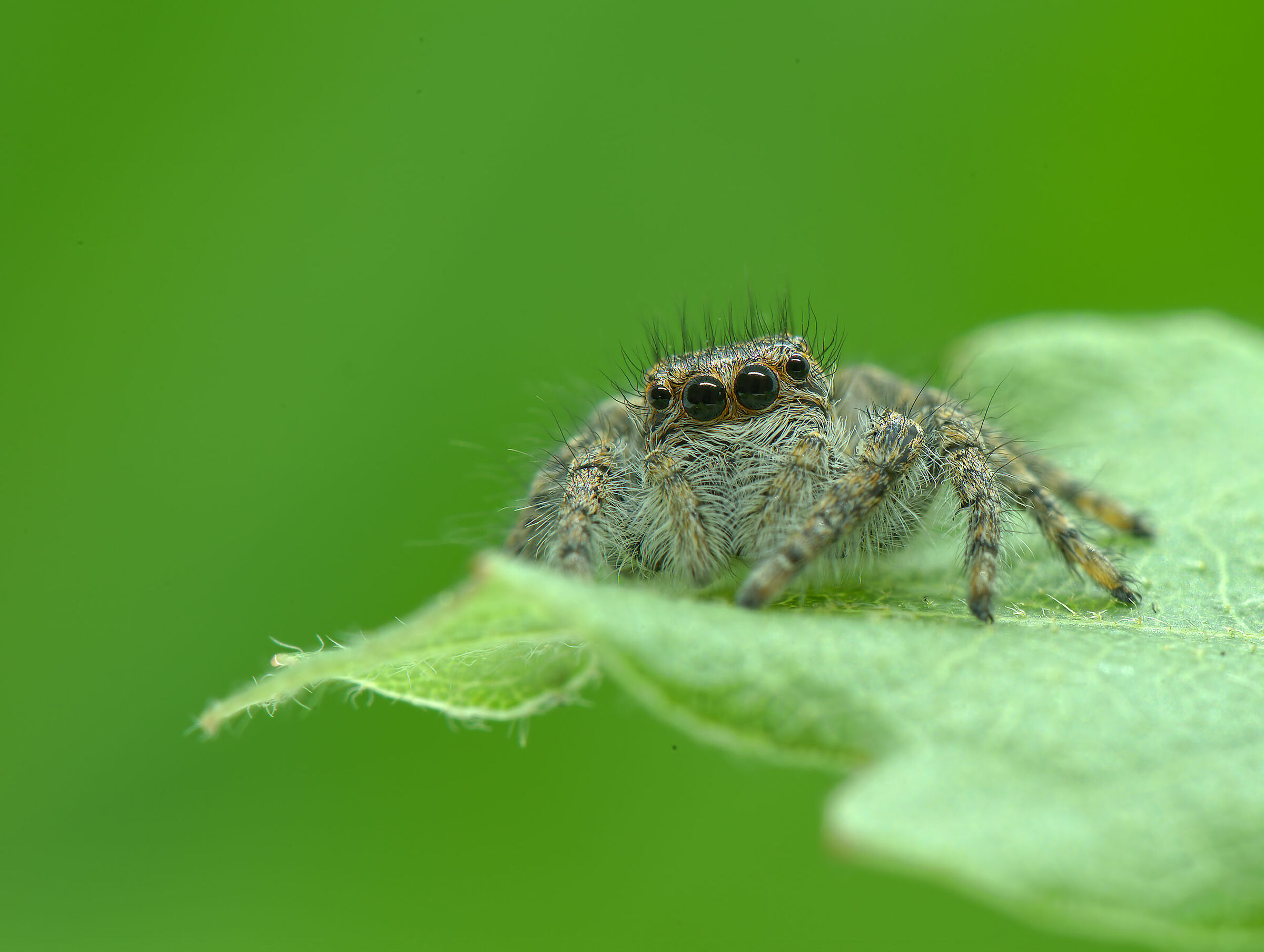 Salticidae