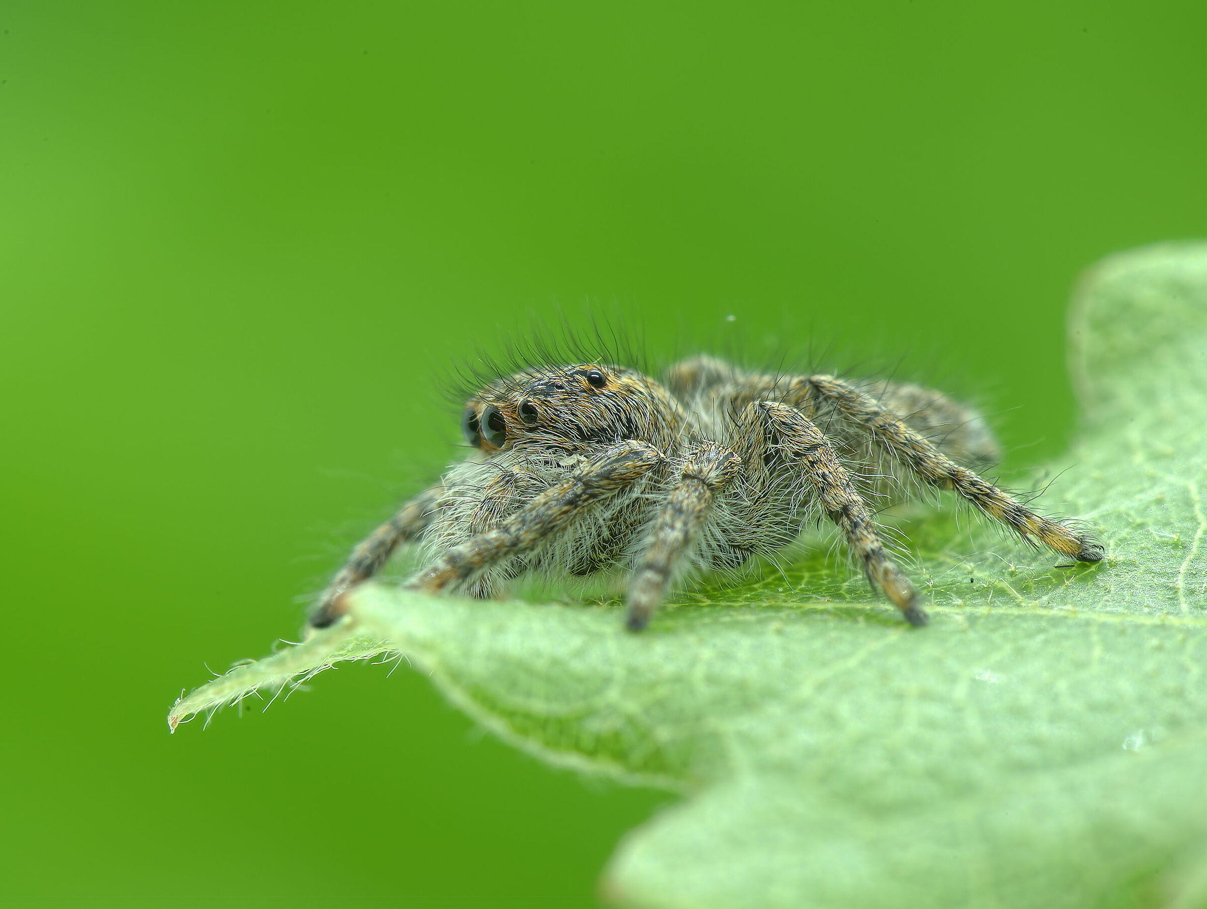 Salticidae