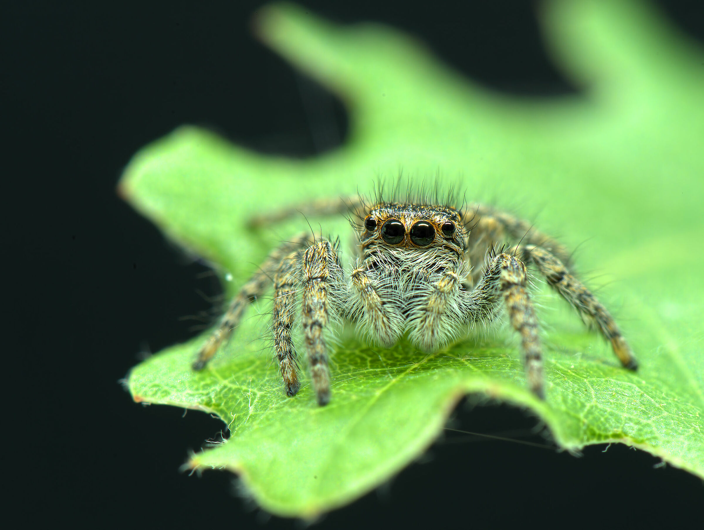 Salticidae