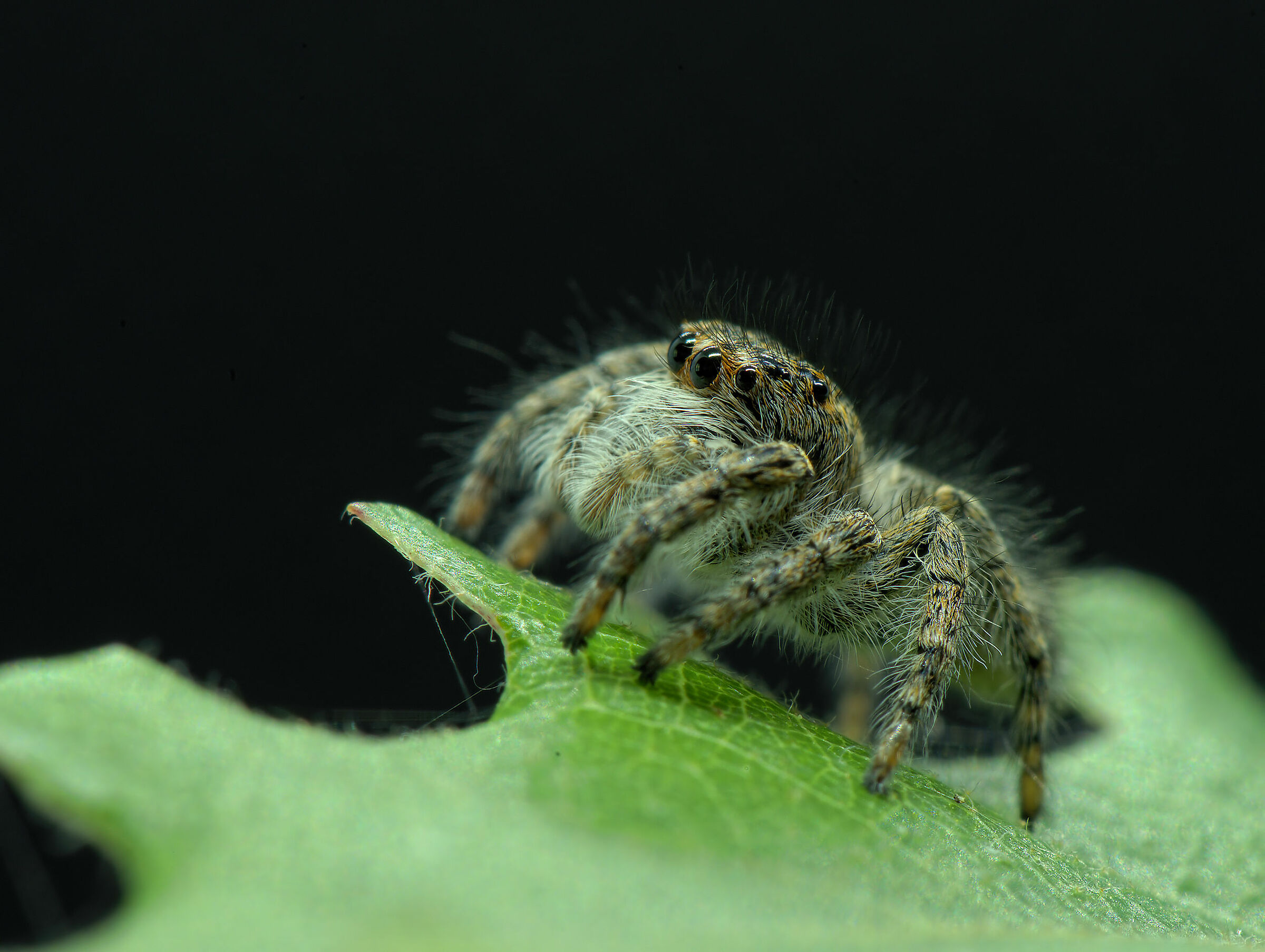 Salticidae