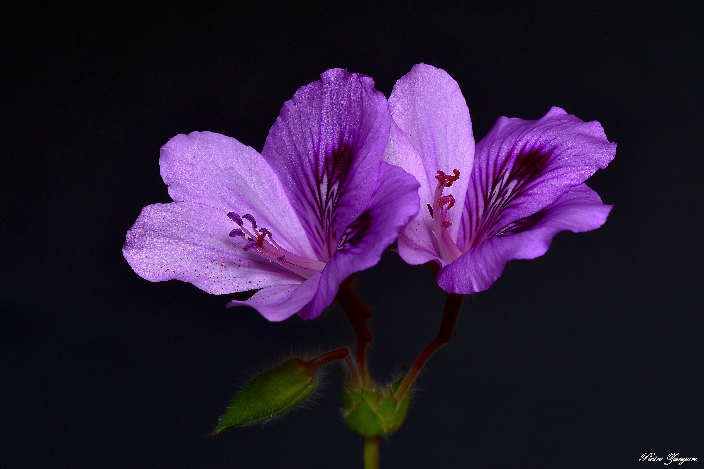 Geranium
