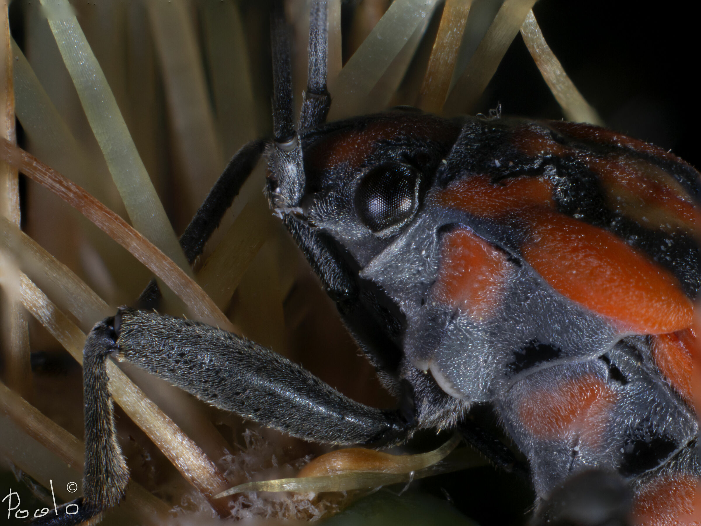 Pyrrhocoris tra le spine