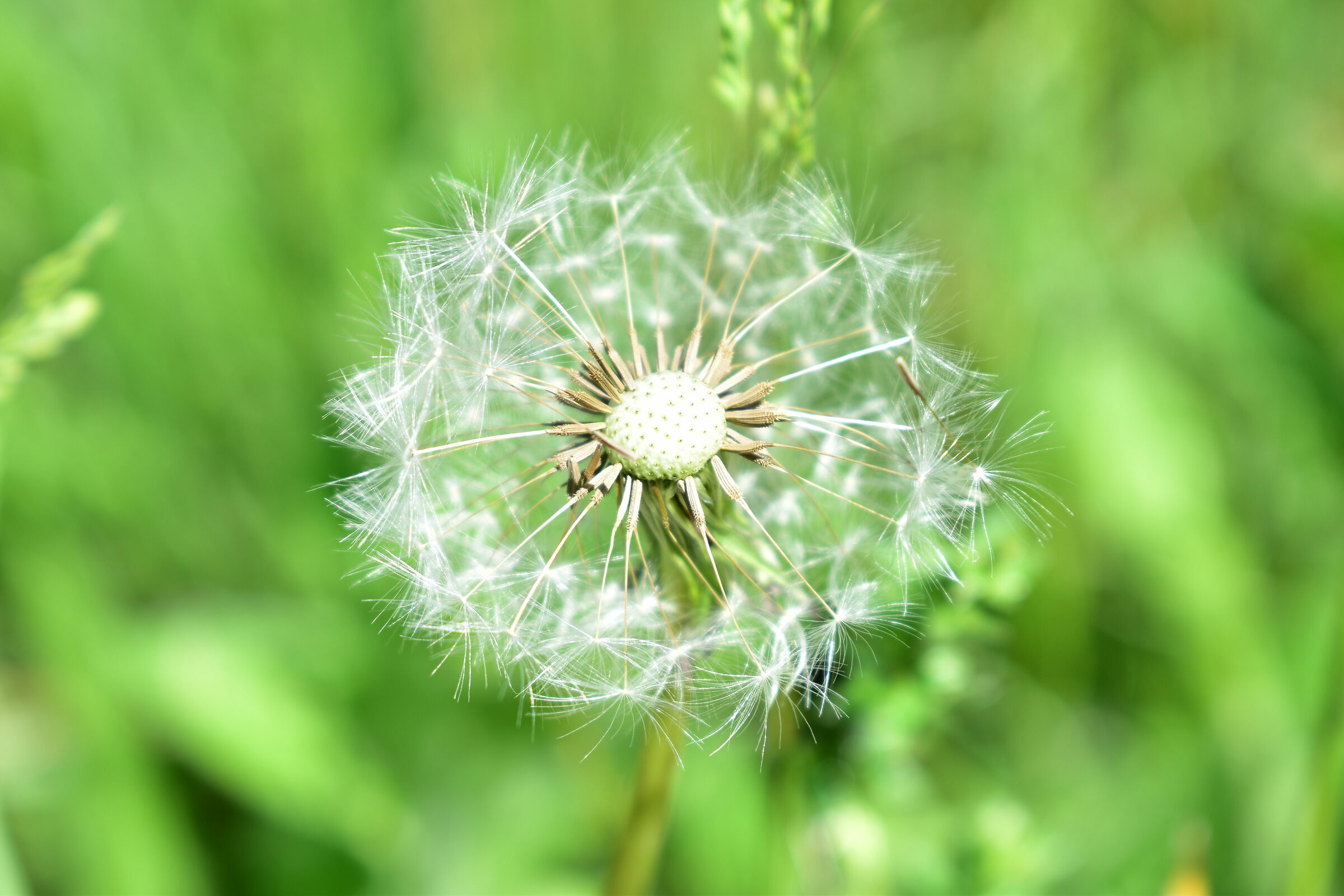Tarassaco solitario parte 2