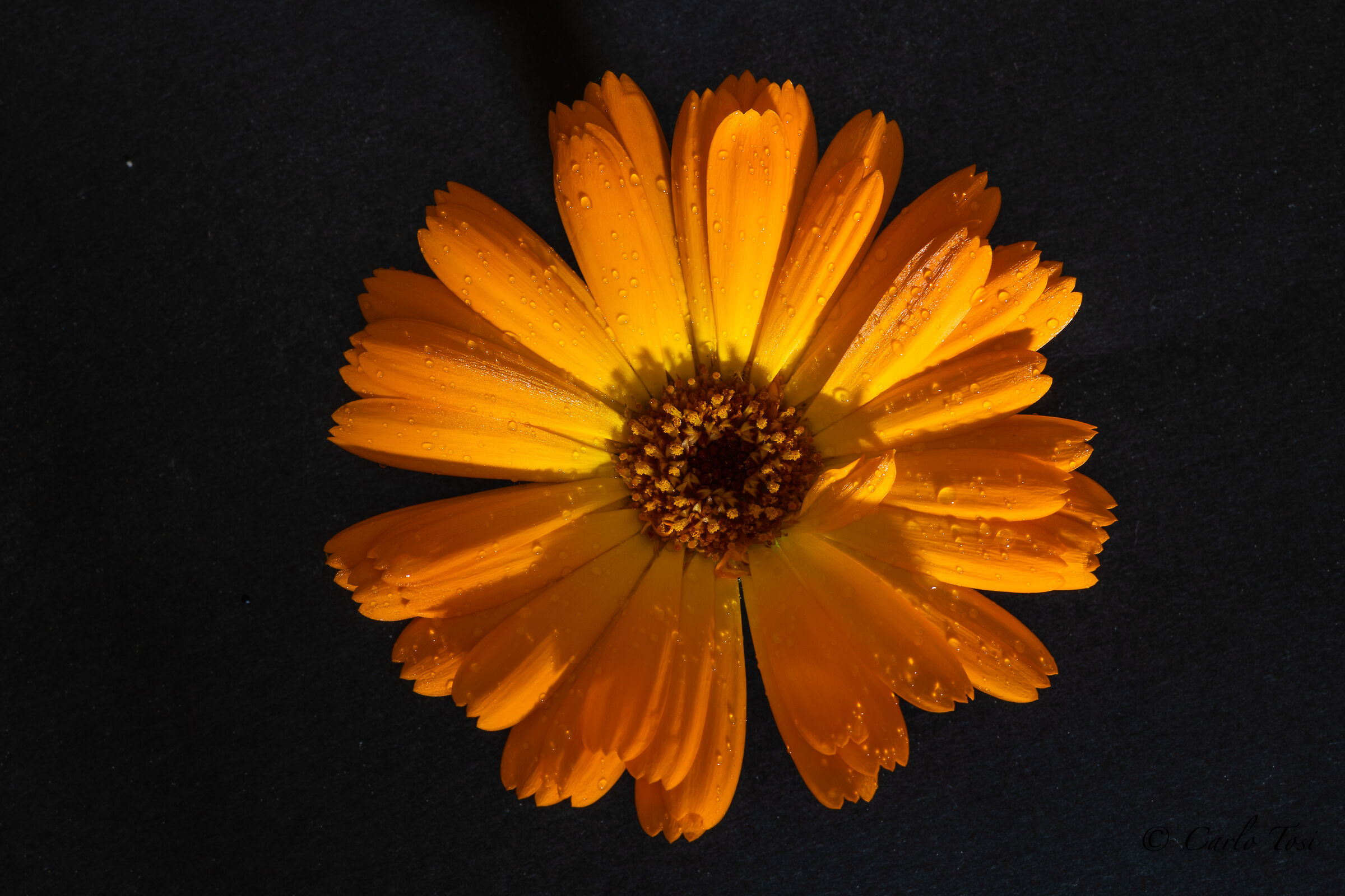 Fiore di fine Aprile