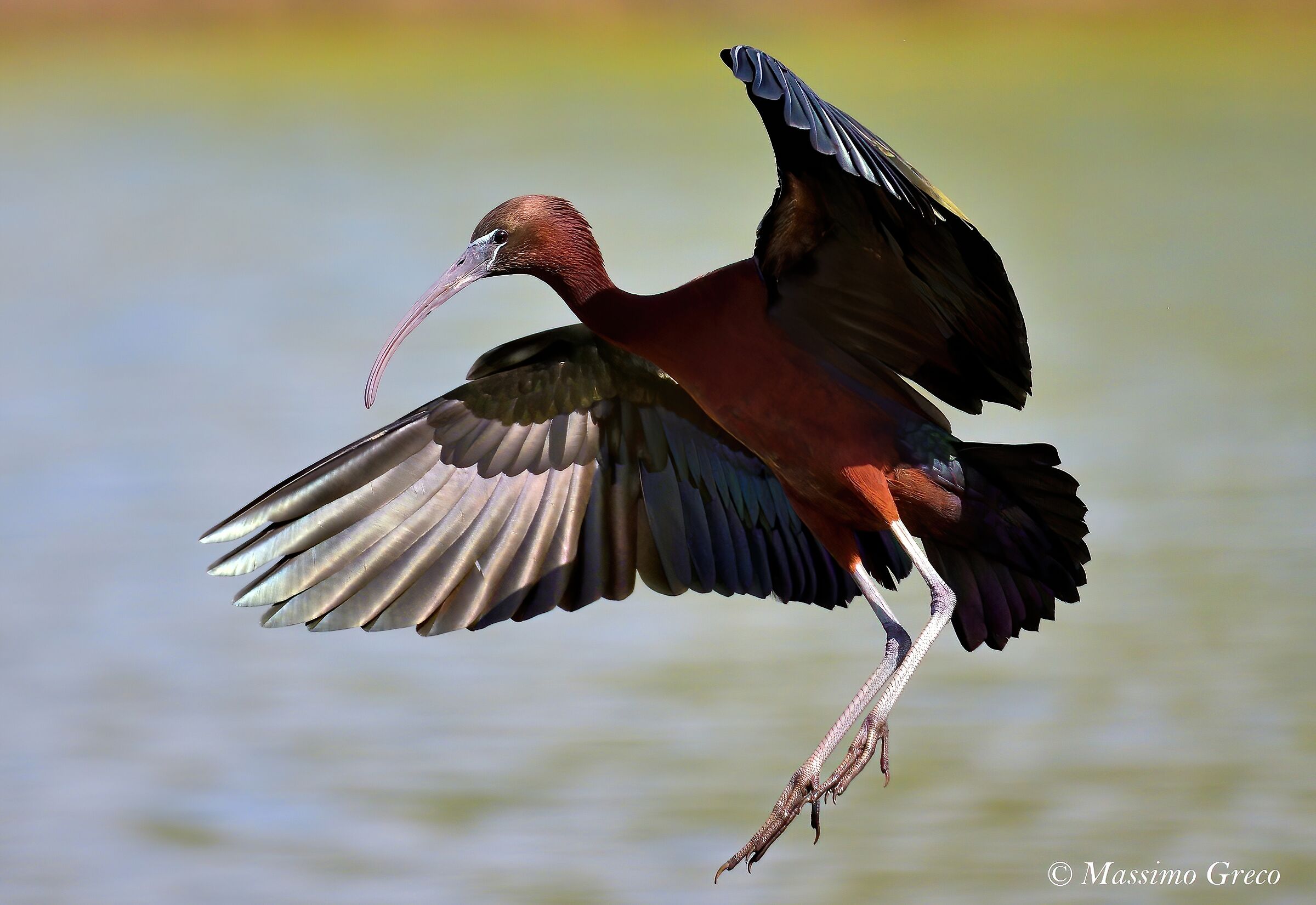 Mignattaio (Plegadis falcinellus)