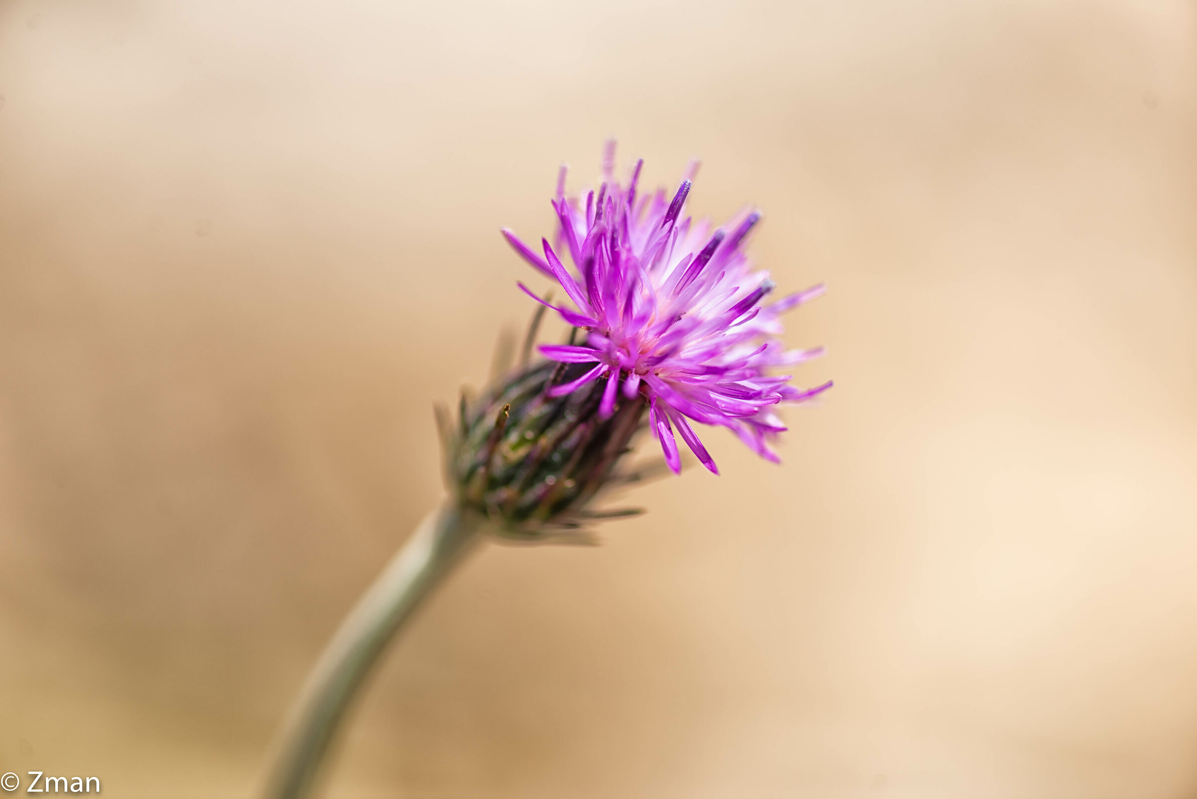 Creeping Thristle Flower