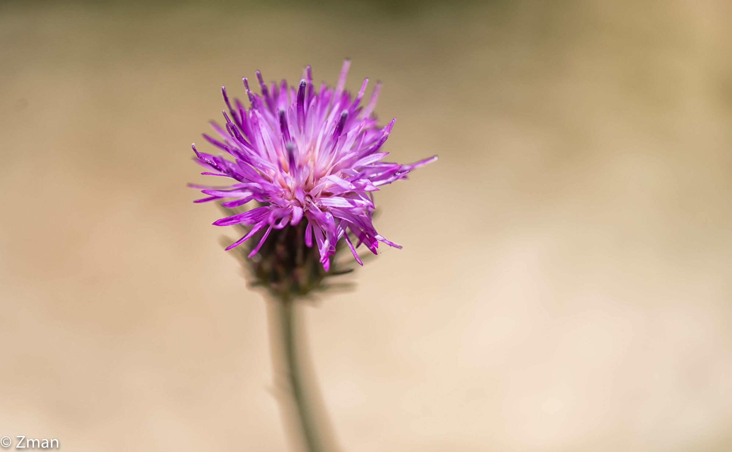Creeping Thristle Flower