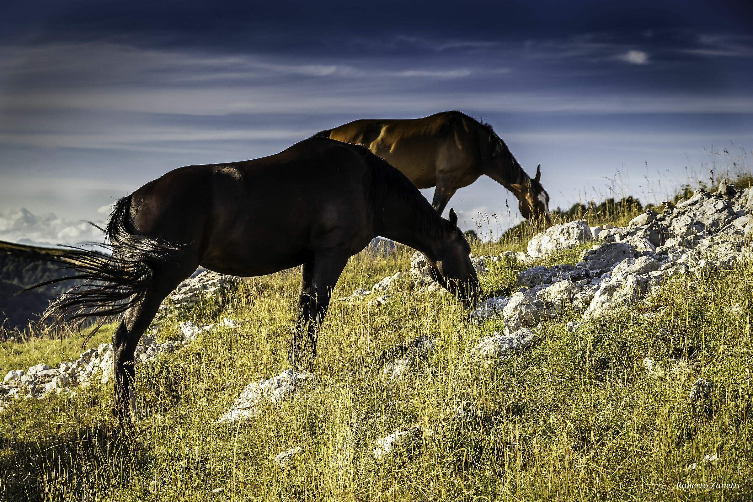 Almeno  loro ....liberi e vicini