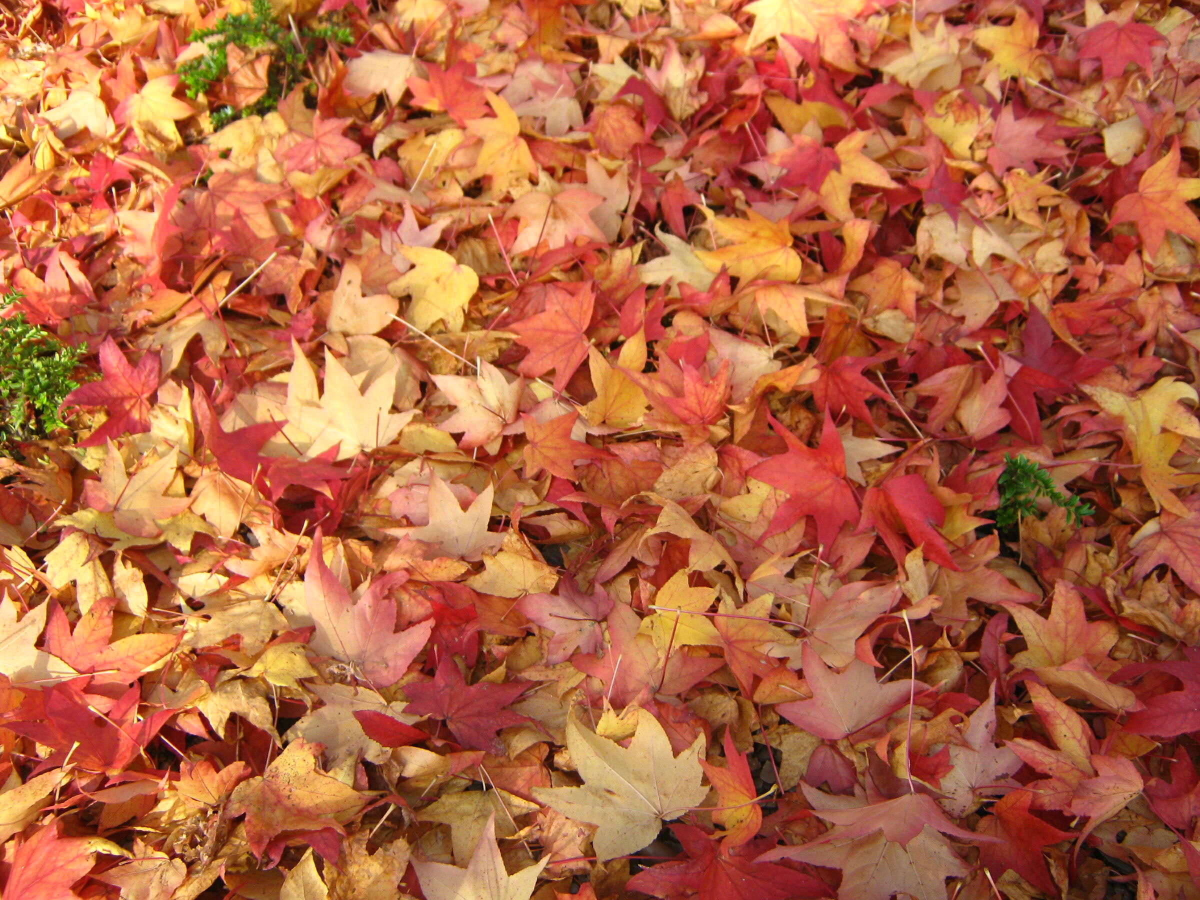 Autunno