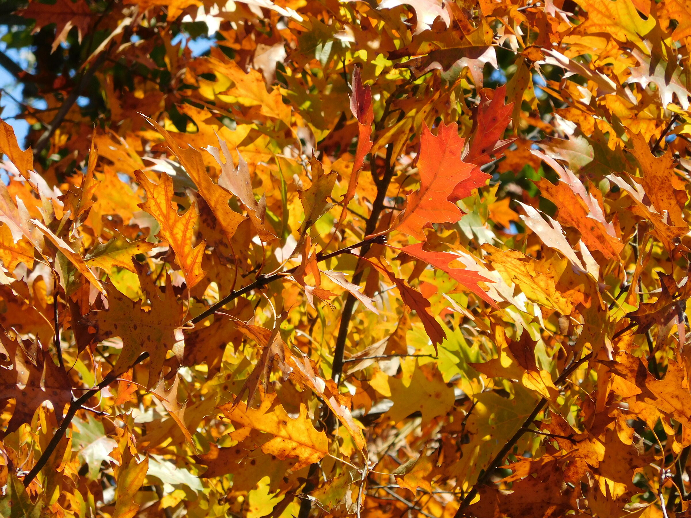 Autunno