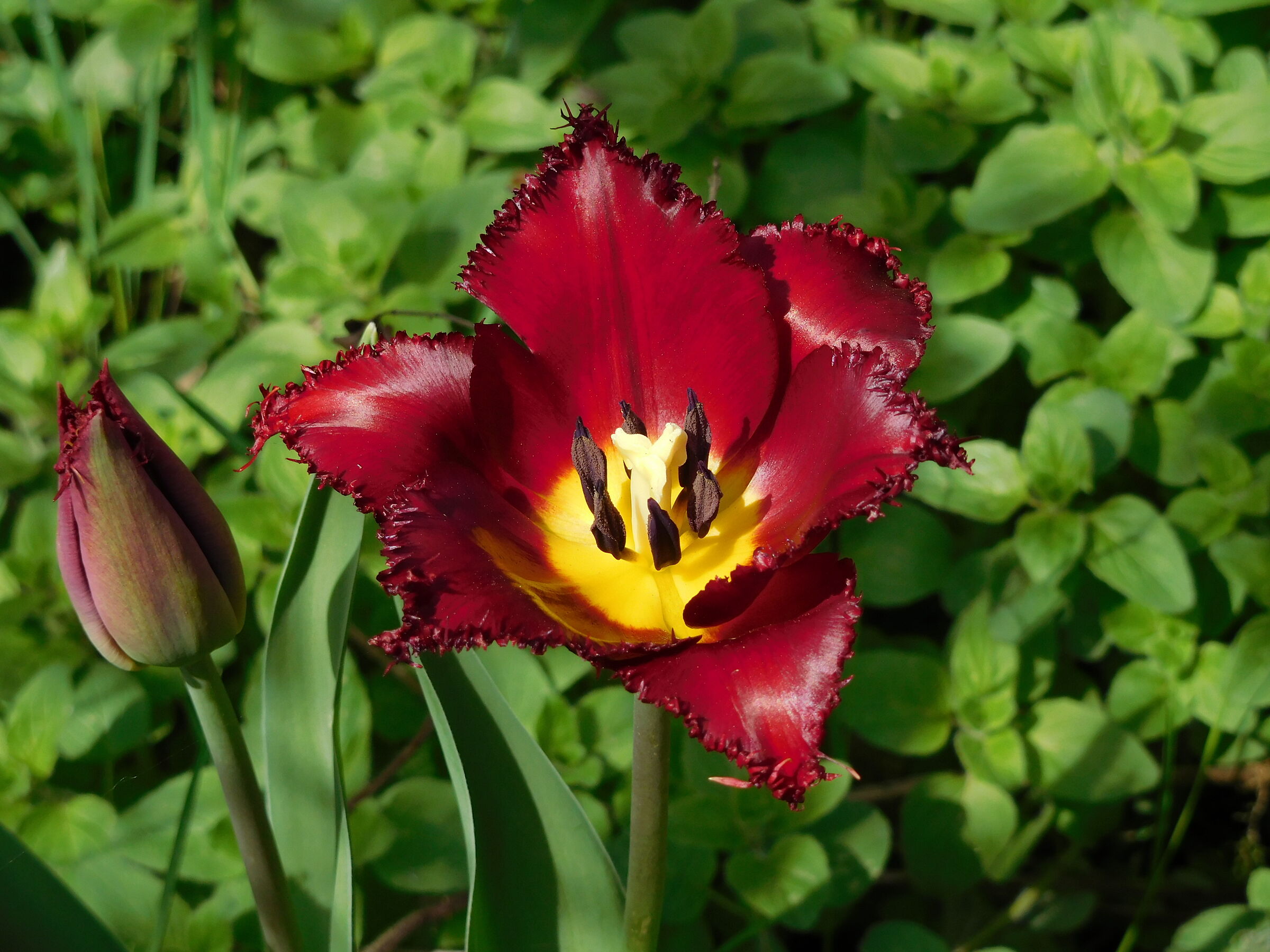 Tulipano