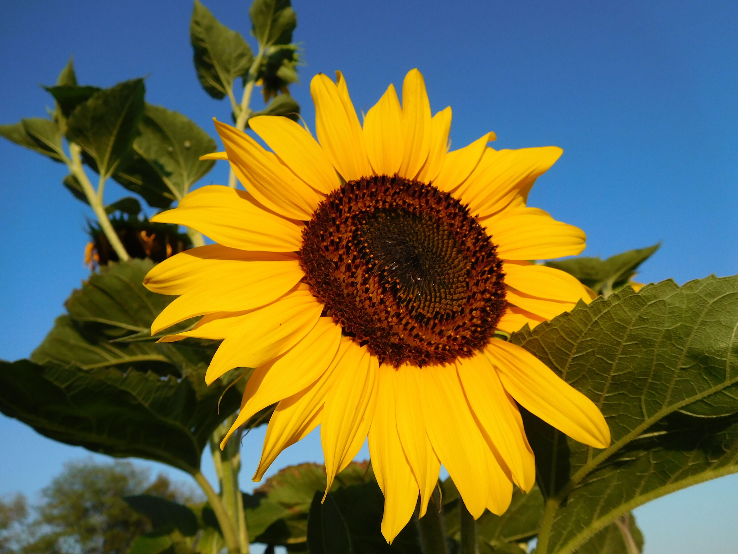 Sunflower