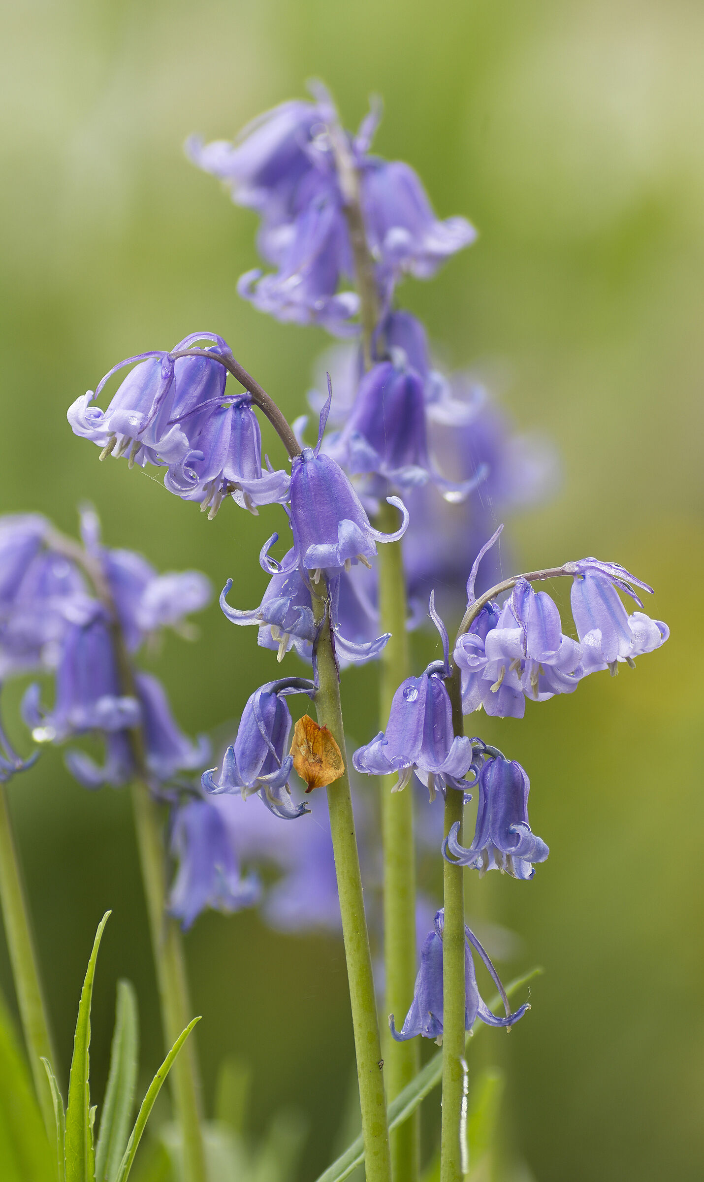 Bluebell