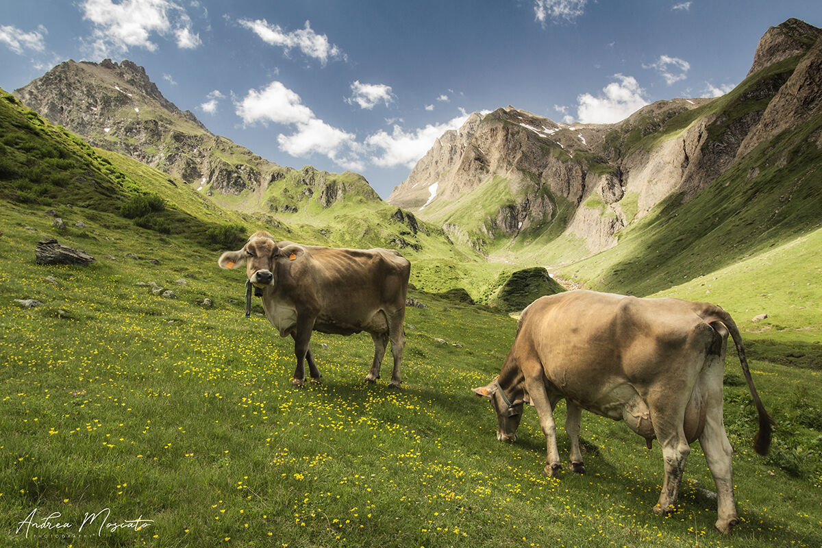 Alpe Nefelgiu - Alta Val Formazza