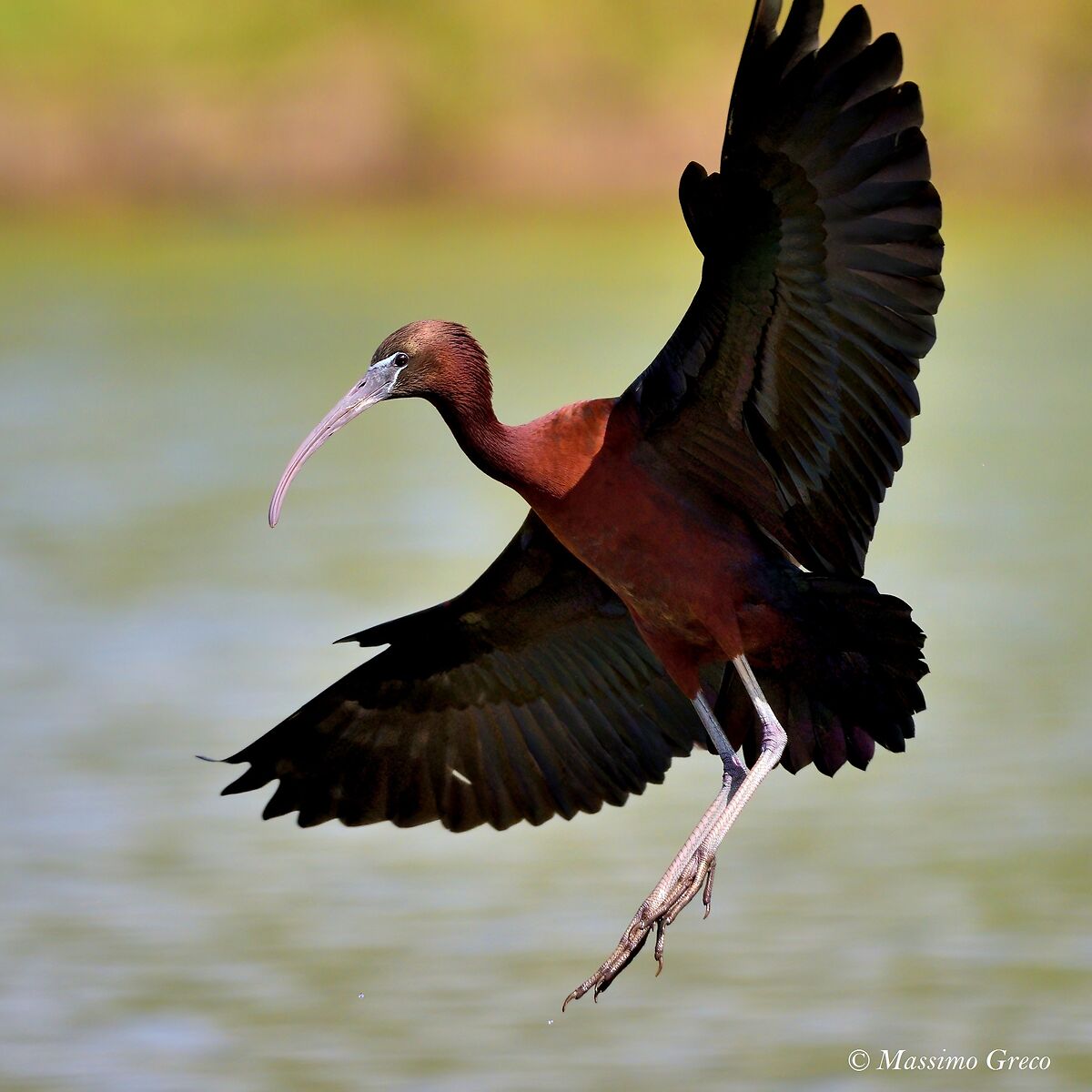 Mignattaio (Plegadis falcinellus)