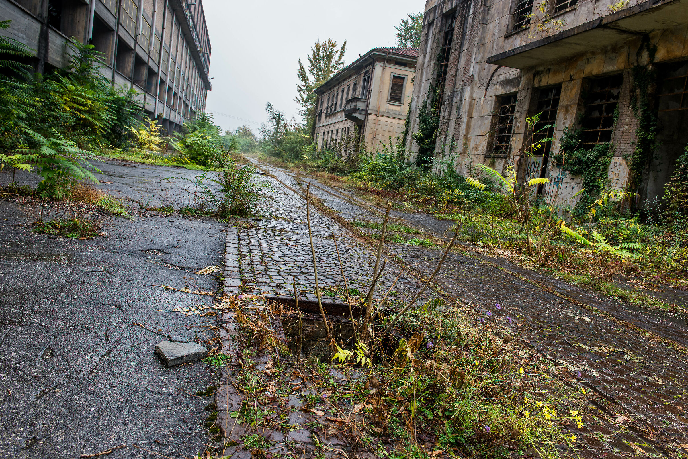 When nature takes its place...