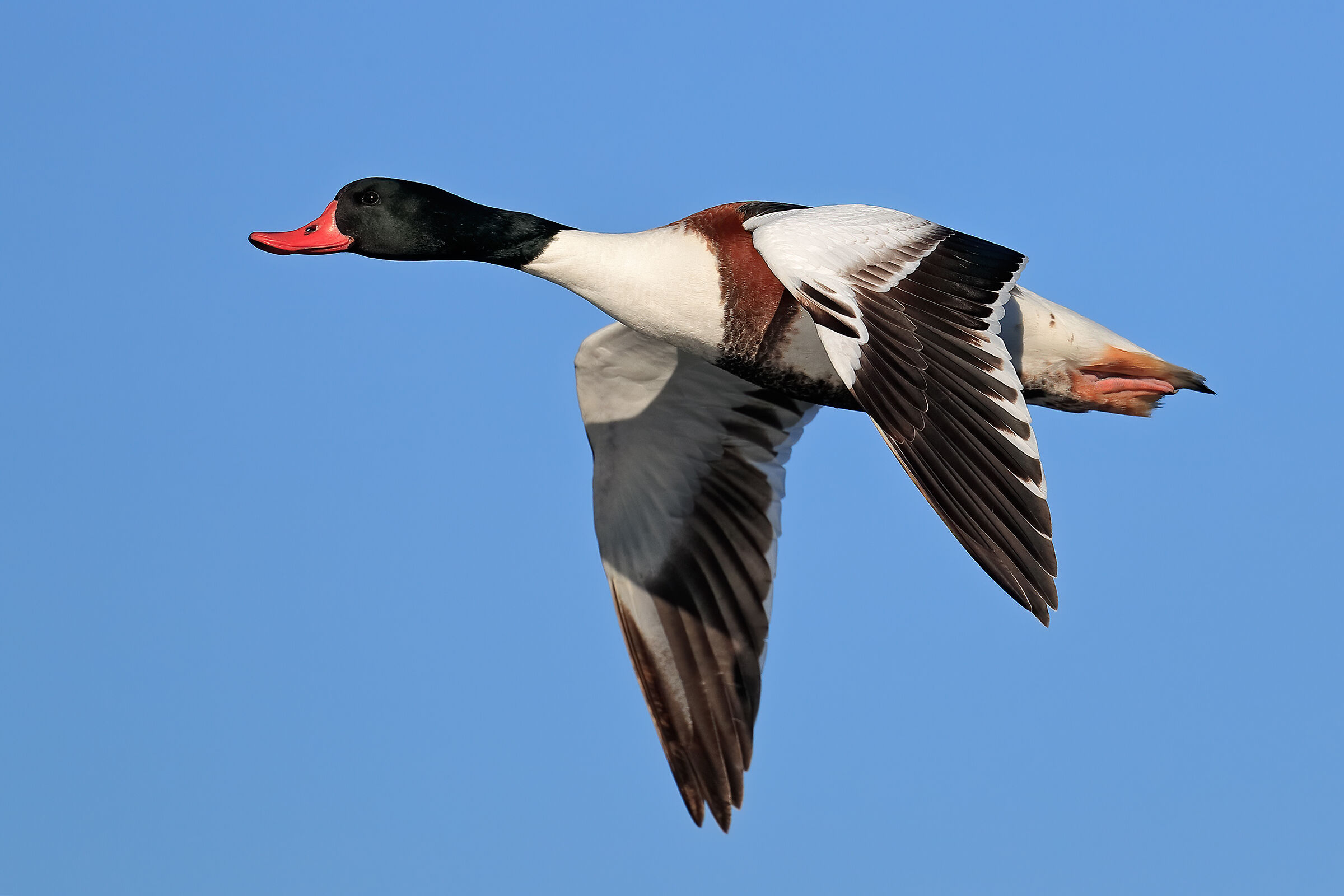 Volpoca - Giovane maschio