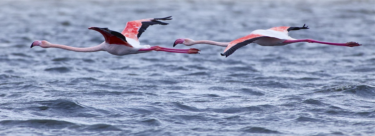 Fenicotteri