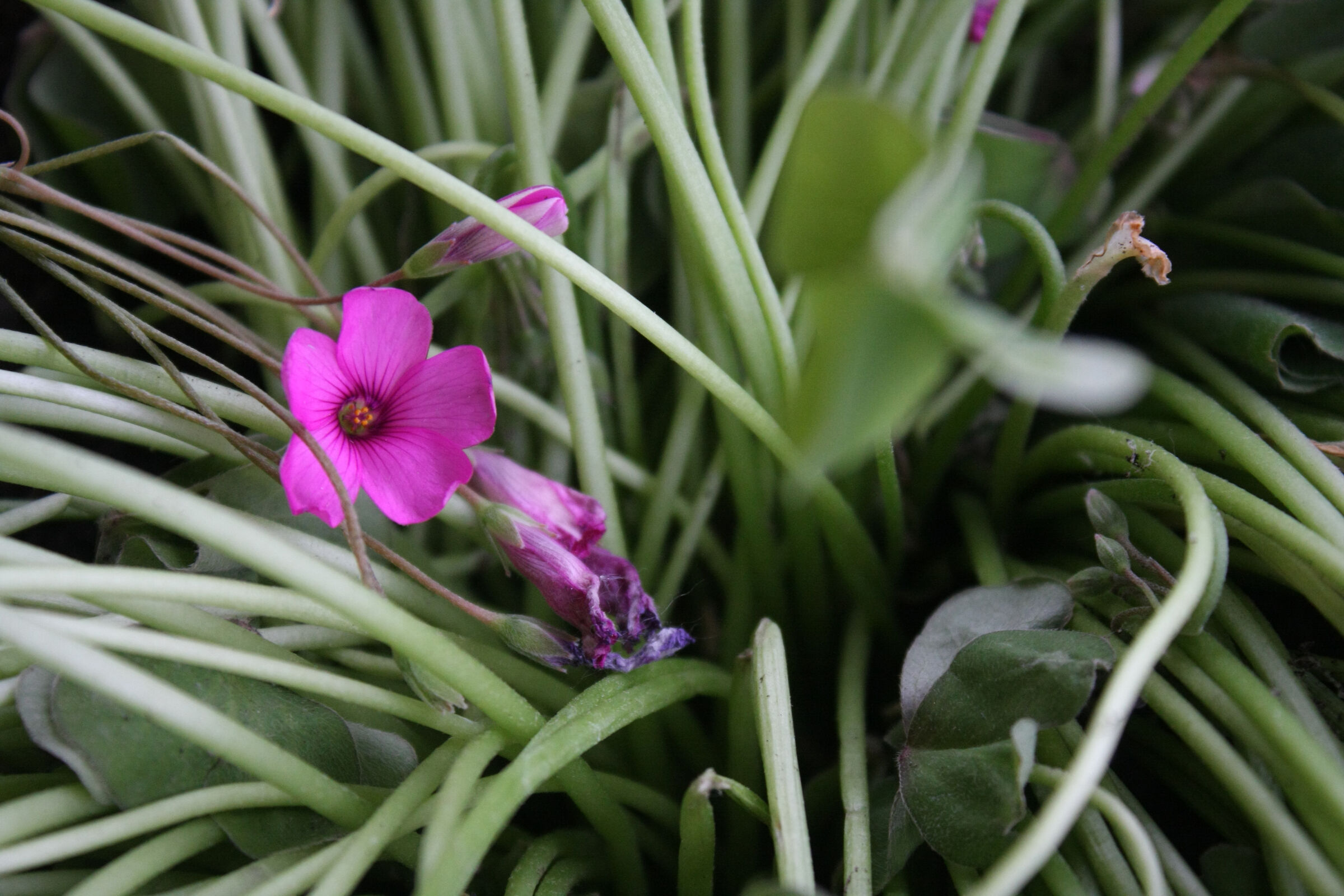 protected from green