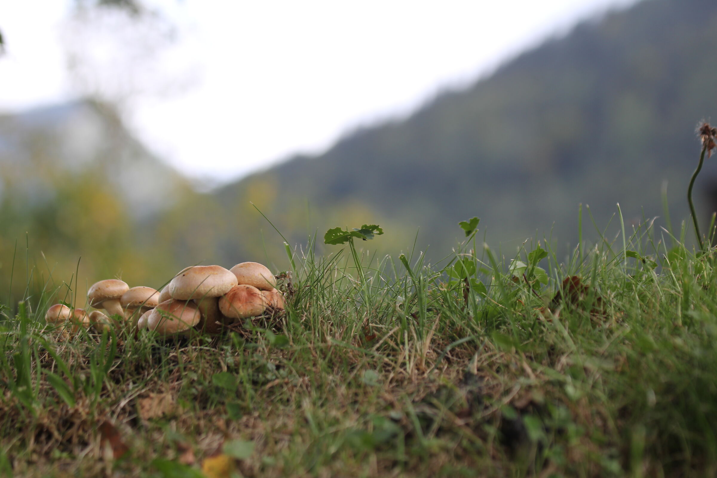 mushrooms on the mountain