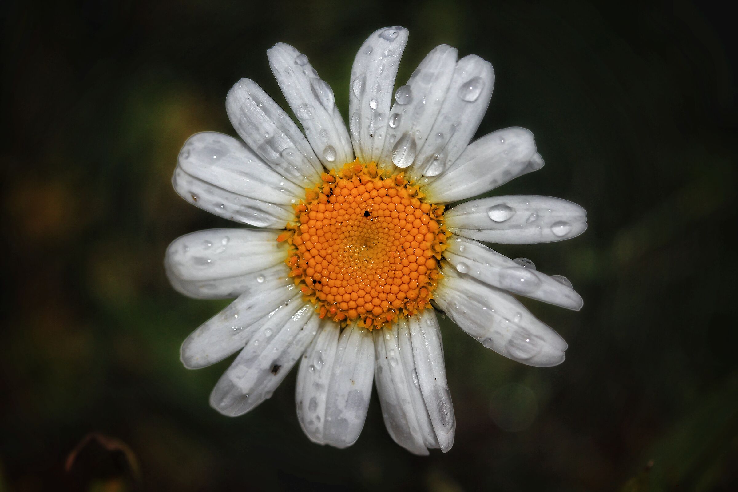 Scatti da quarantena