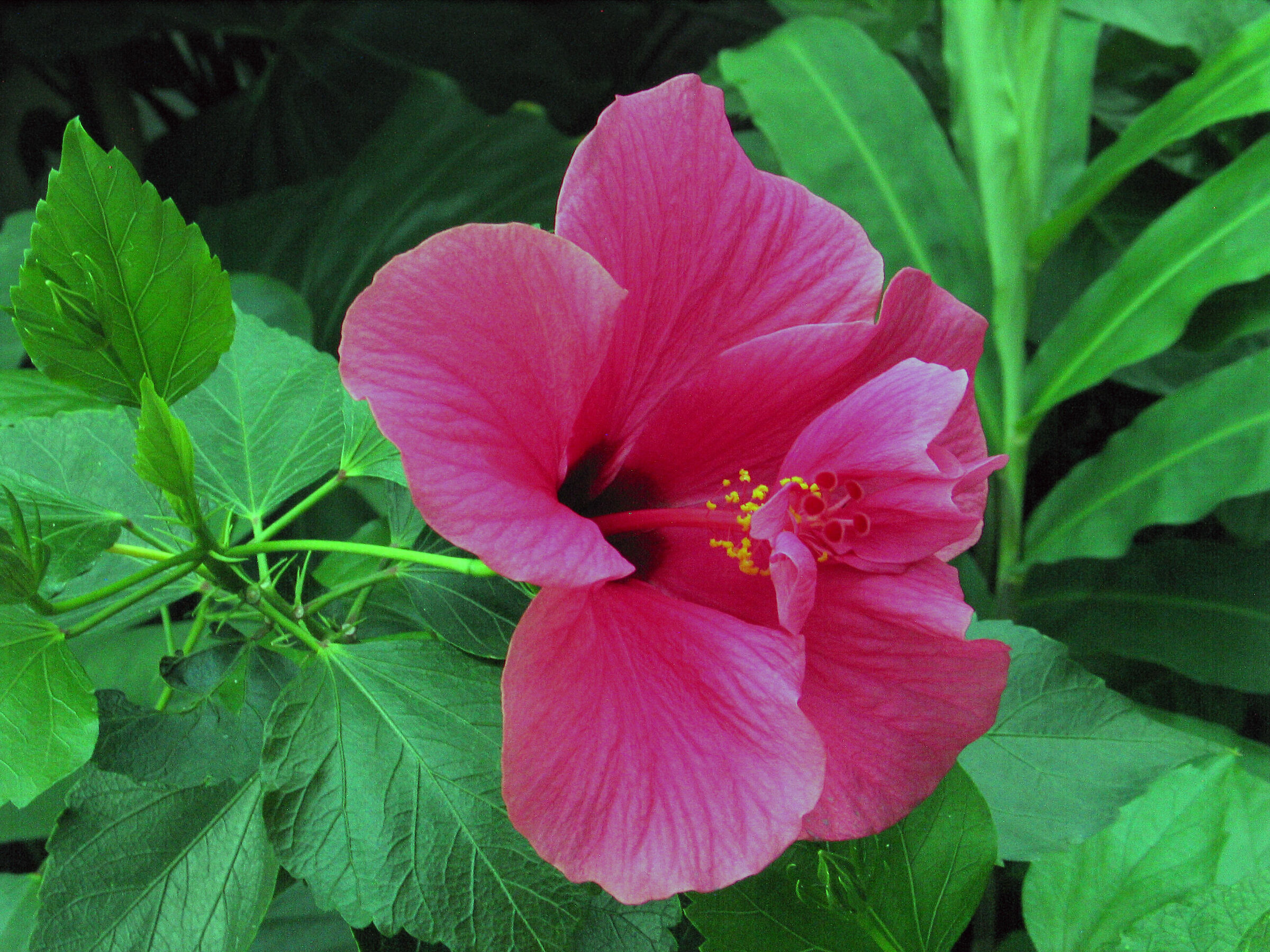 photos in the greenhouse
