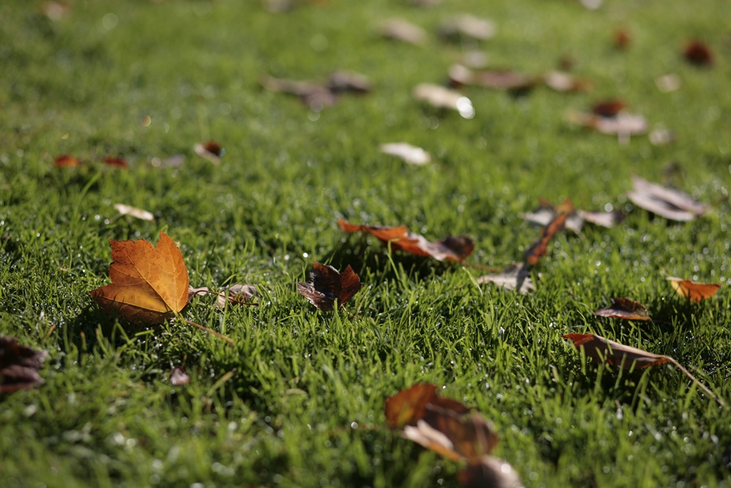 leaves on the grass