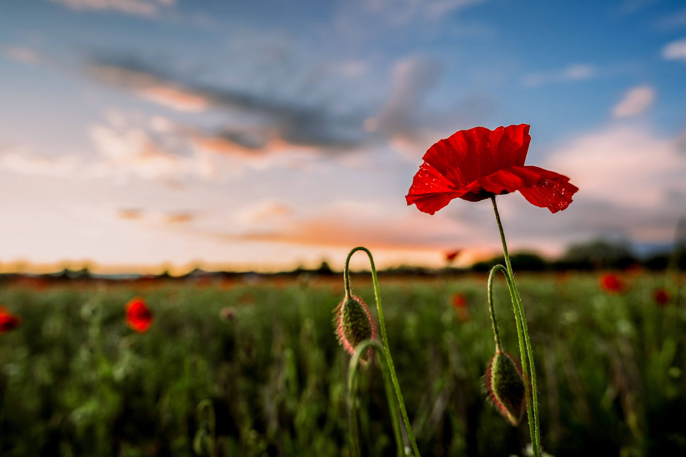 Foto prova fe20mmf1.8