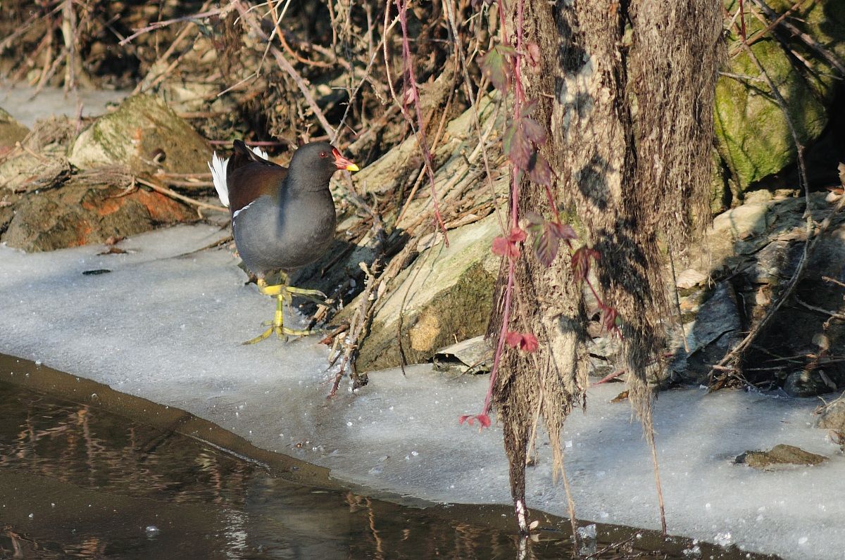 Moorhen
