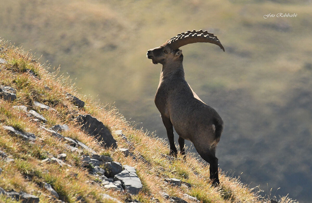 Ibex in the backlight...